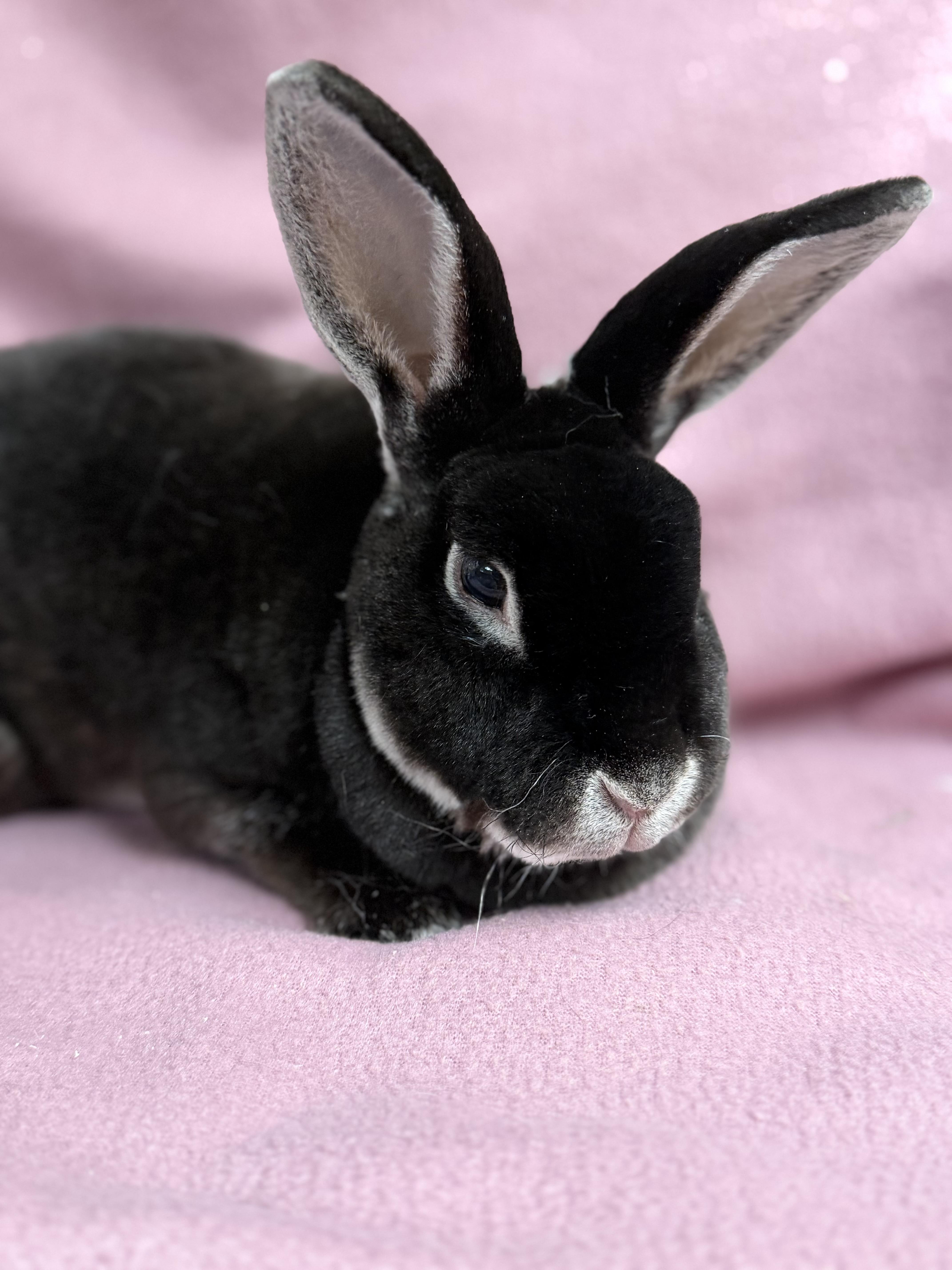 Enlarge Abby: video!!, a Adoptable Mini Rex in Edinburg, PA image 5/6