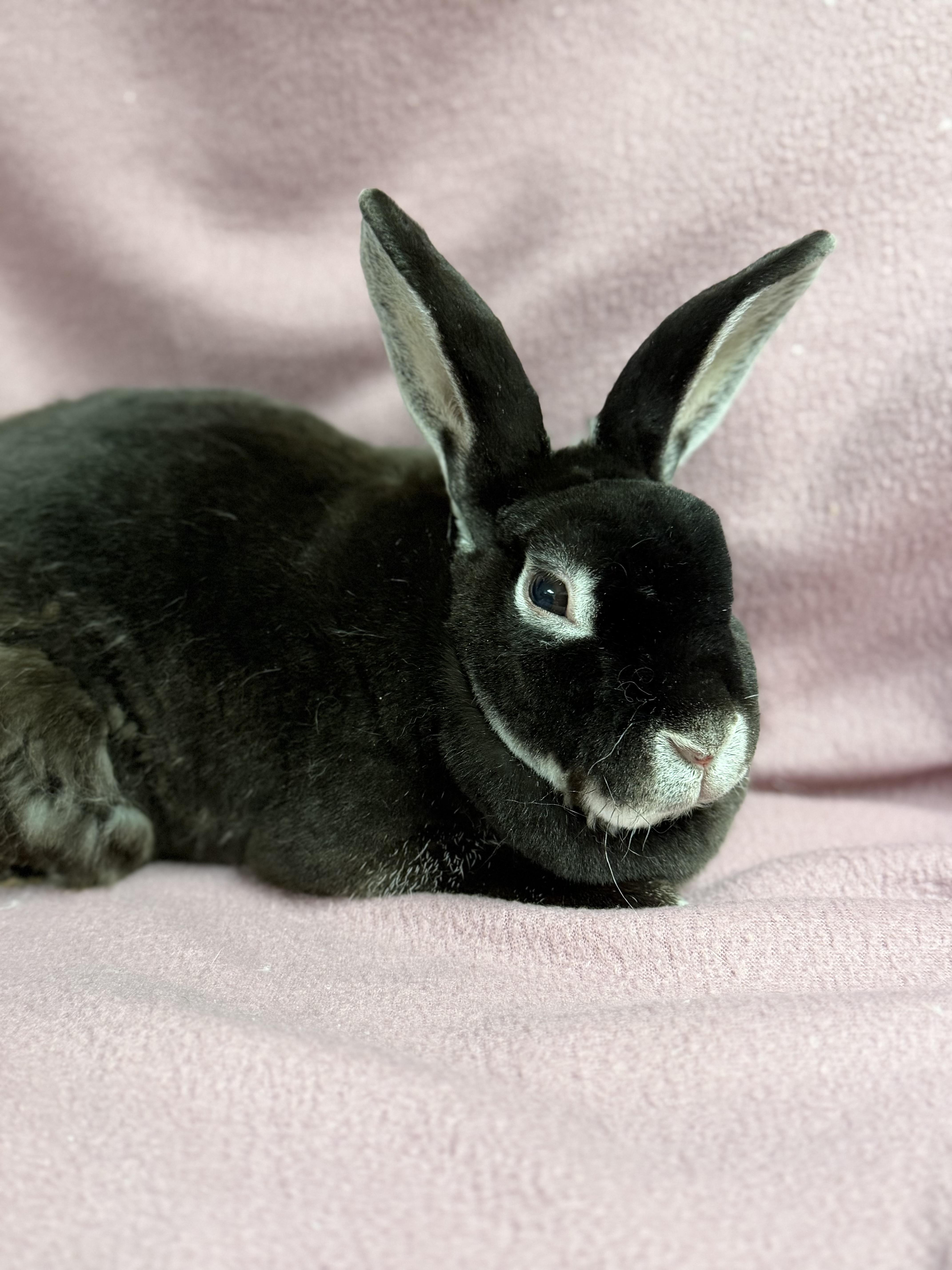 Enlarge Abby: video!!, a Adoptable Mini Rex in Edinburg, PA image 2/6