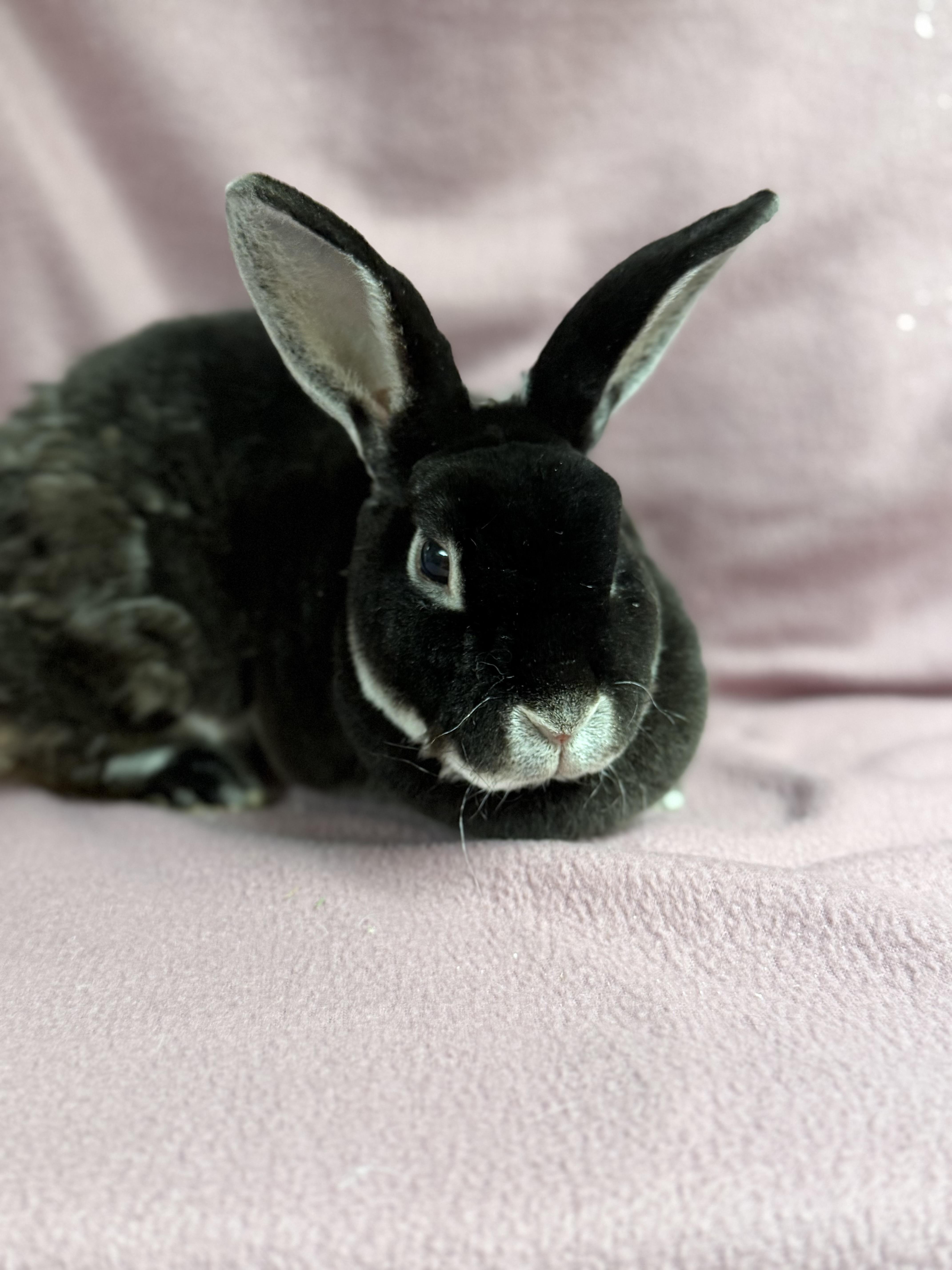 Enlarge Abby: video!!, a Adoptable Mini Rex in Edinburg, PA image 4/6
