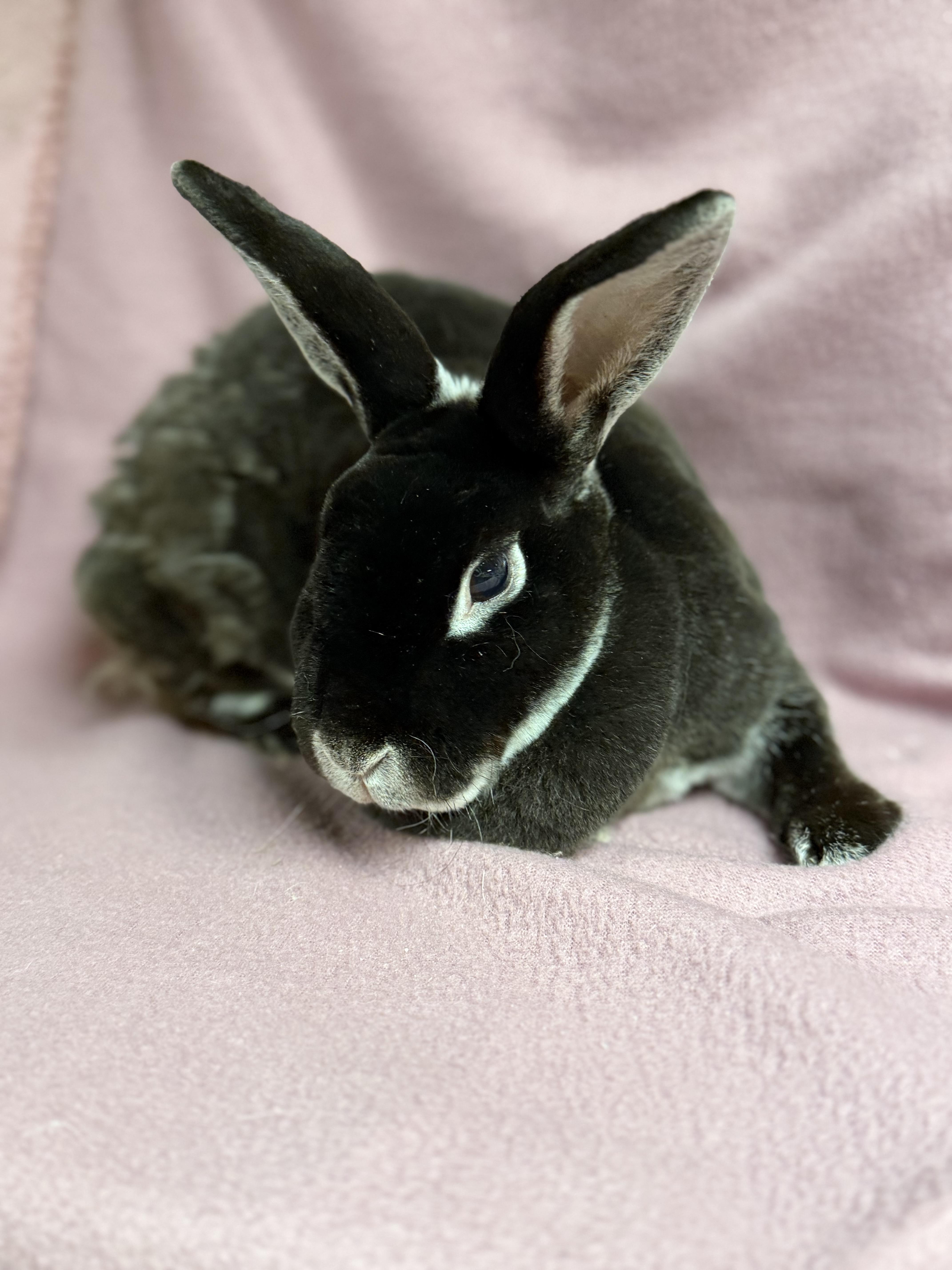 Abby: video!!, Adoptable, Adult Female Mini Rex.