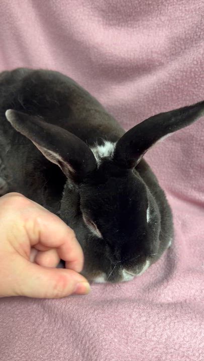 Enlarge Abby: video!!, a Adoptable Mini Rex in Edinburg, PA video 6/6