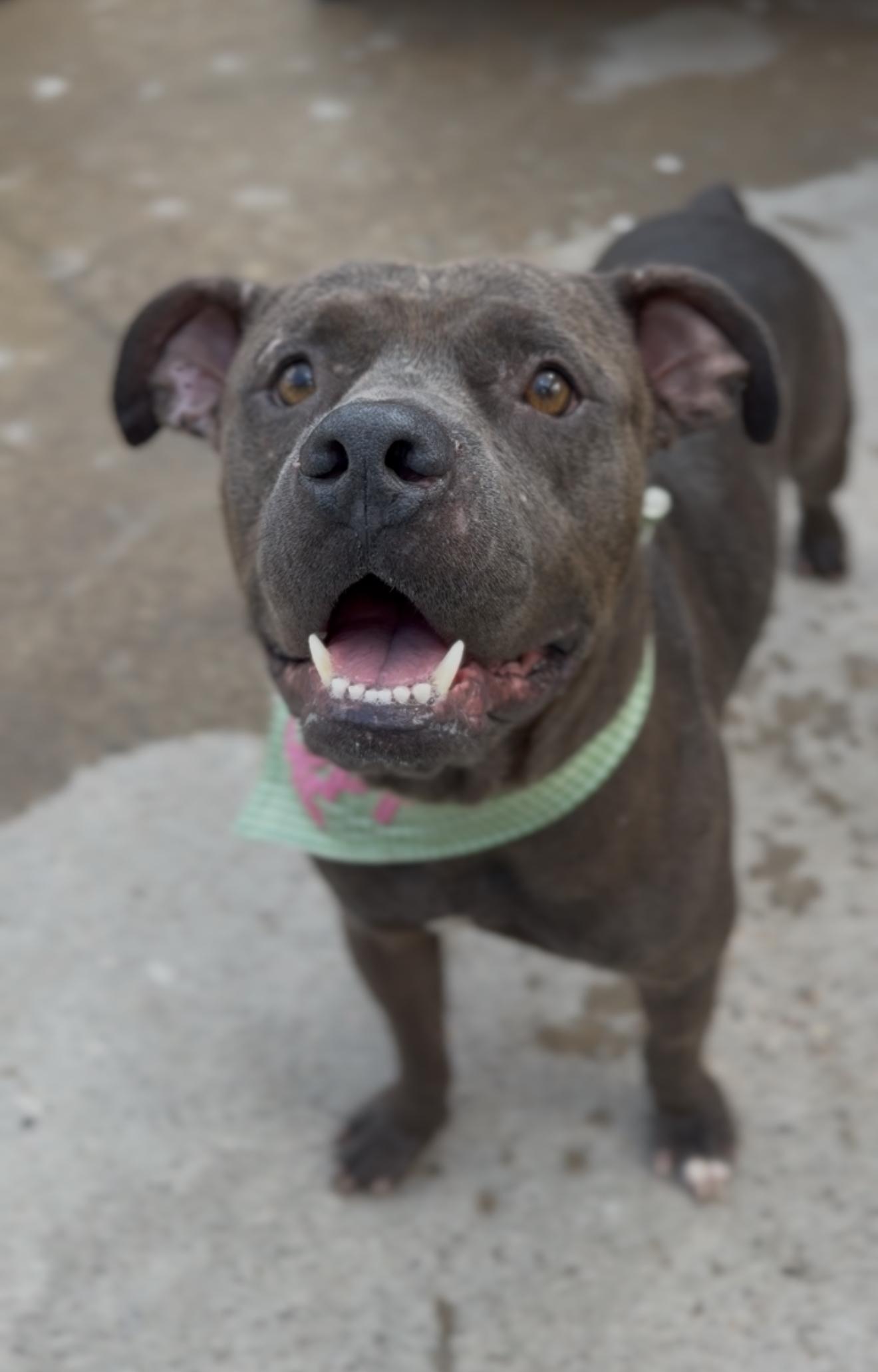 Mr. Piggy Pants, a Adoptable mixed breed in Dallas, TX image 2/6