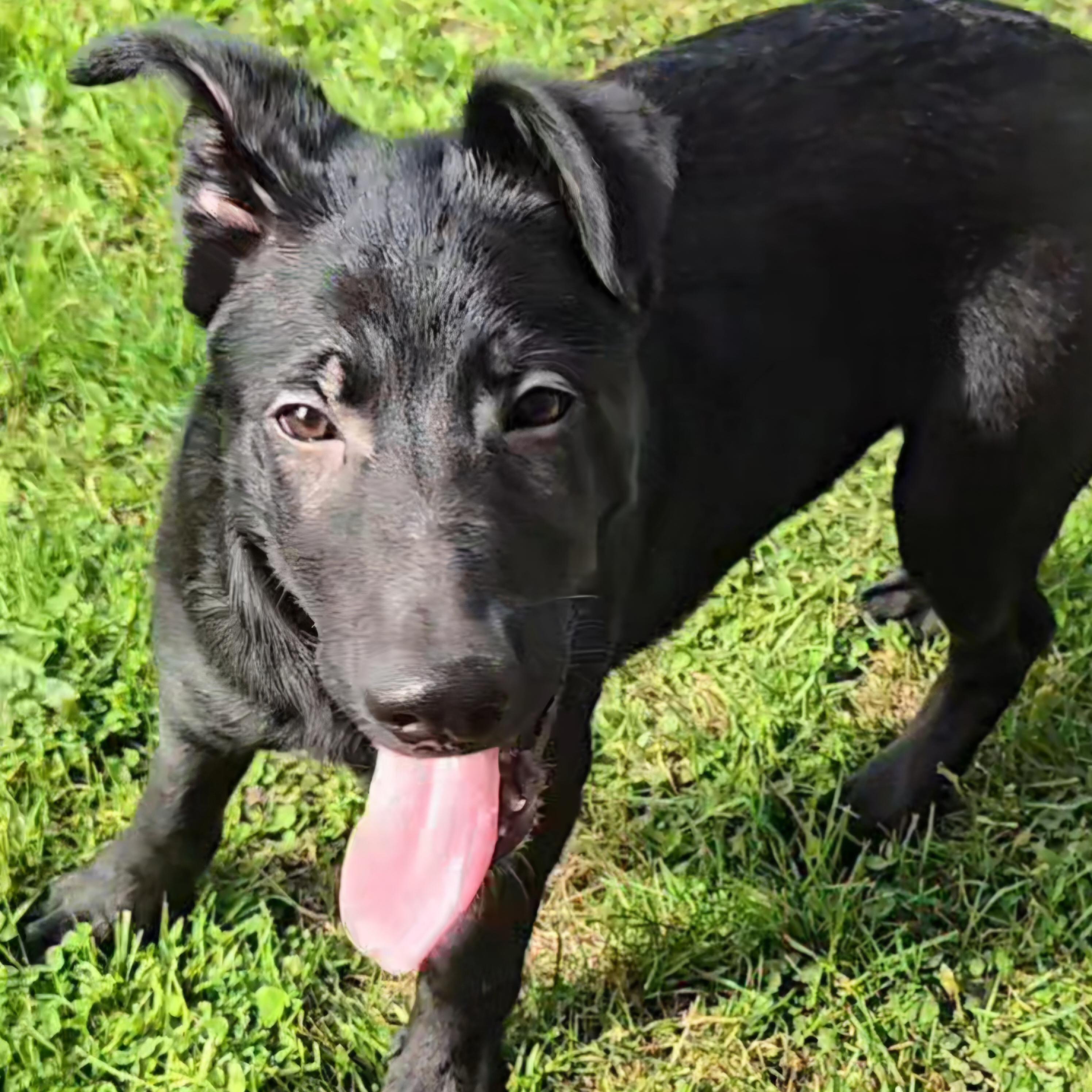Enlarge Super Mr. Superhero, an adopted mixed breed in Normal, IL image 1/5
