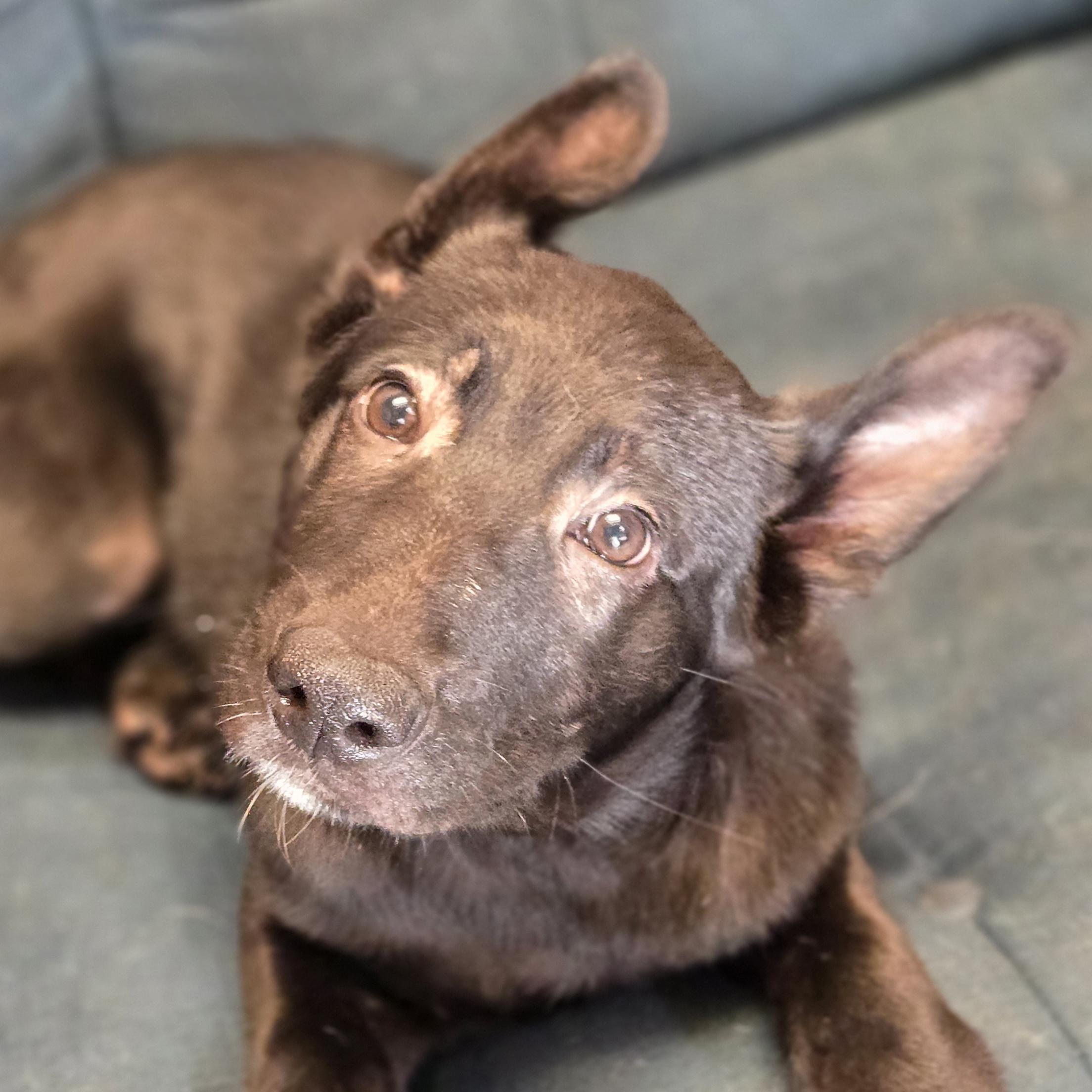 Enlarge Super Mr. Superhero, an adopted mixed breed in Normal, IL image 2/5