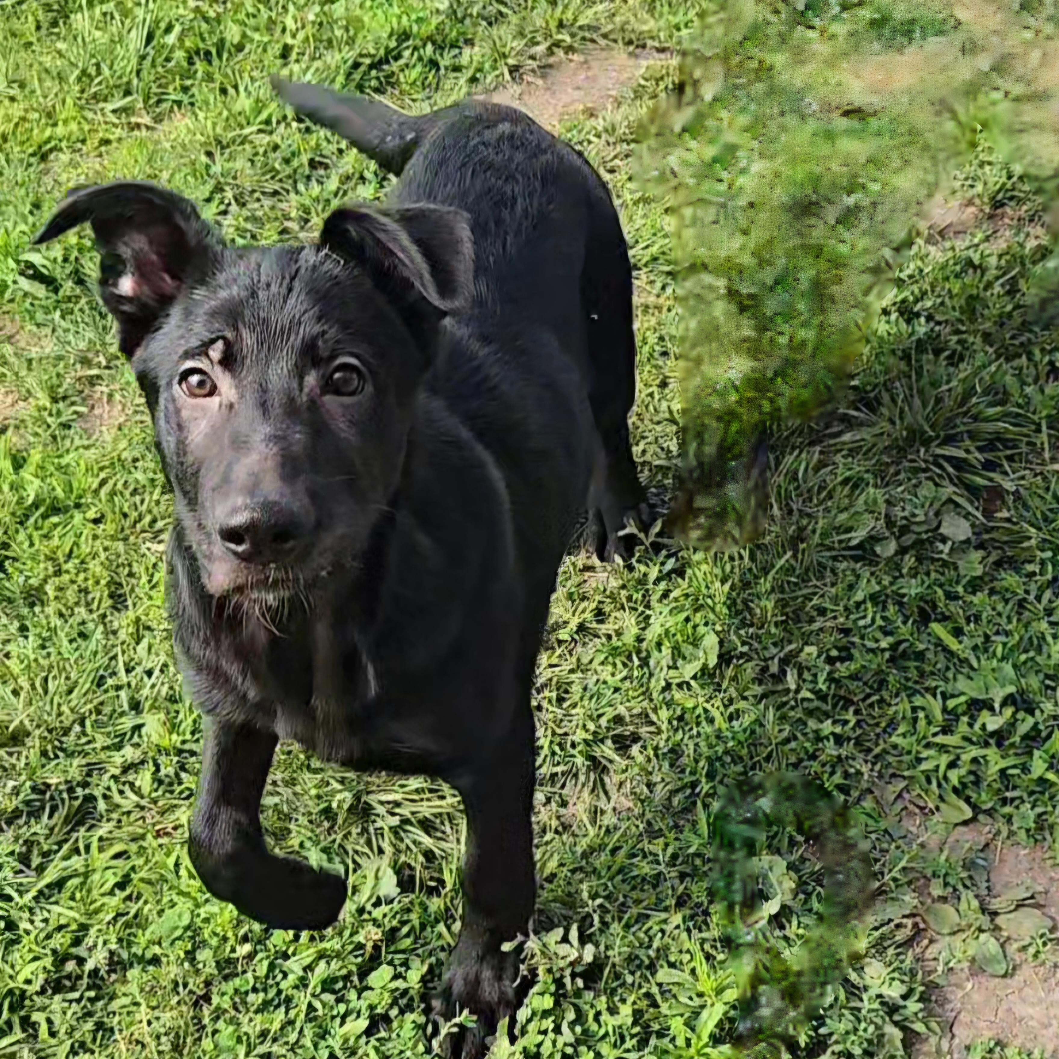 Enlarge Super Mr. Superhero, an adopted mixed breed in Normal, IL image 3/5