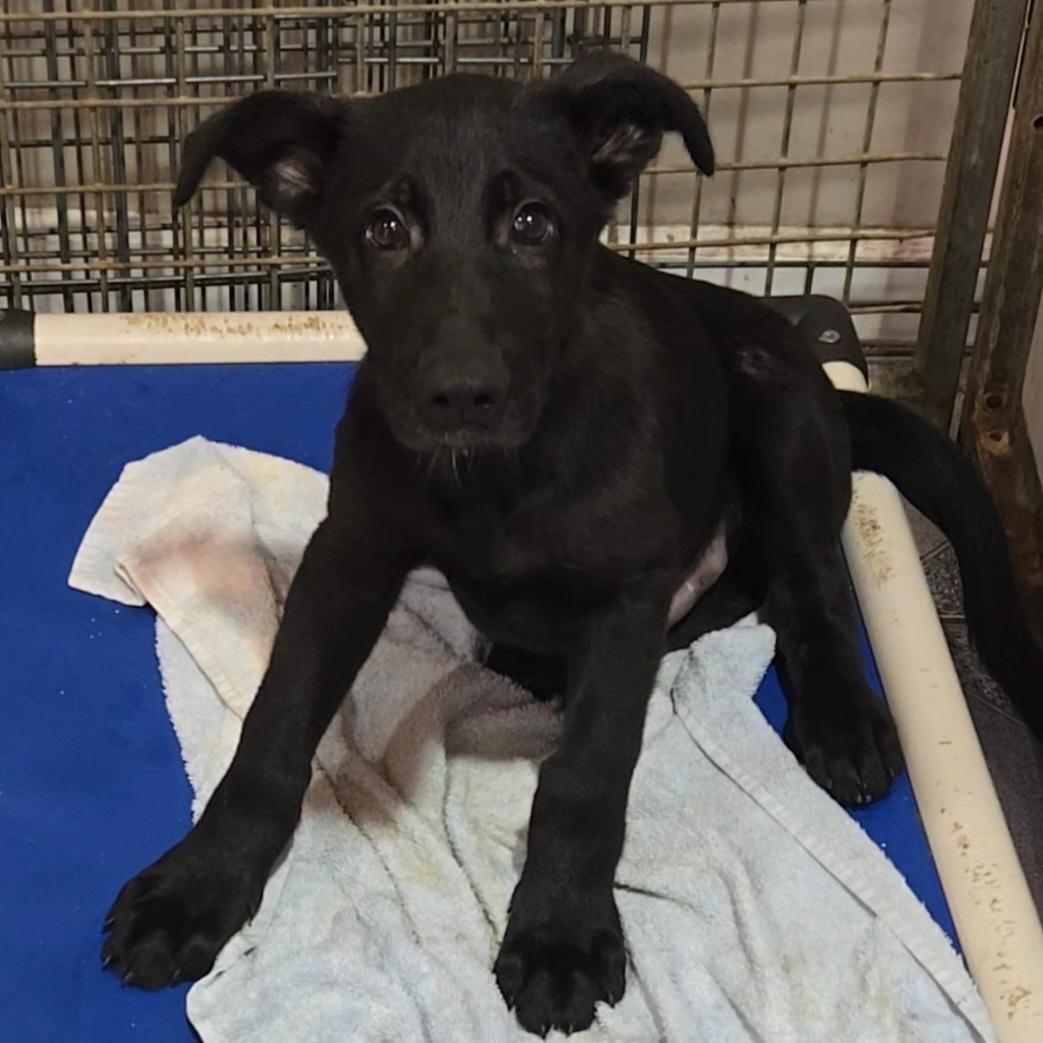 Enlarge Super Mr. Superhero, an adopted mixed breed in Normal, IL image 5/5