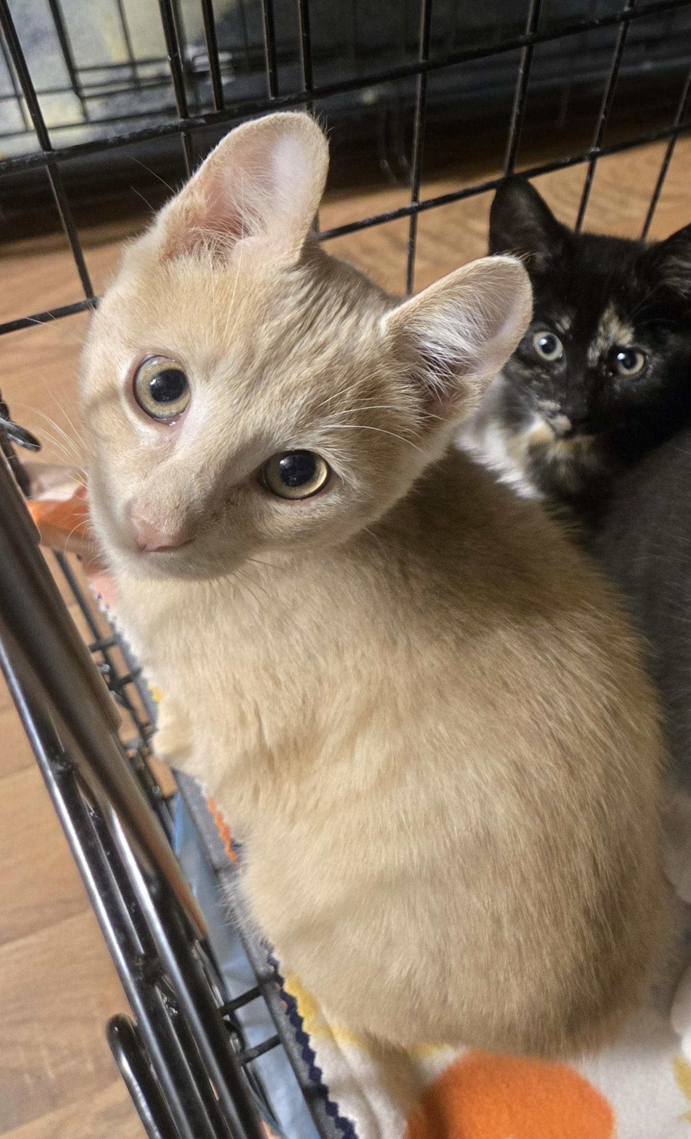 Hunter, adopted, Kitten Male Domestic Short Hair.