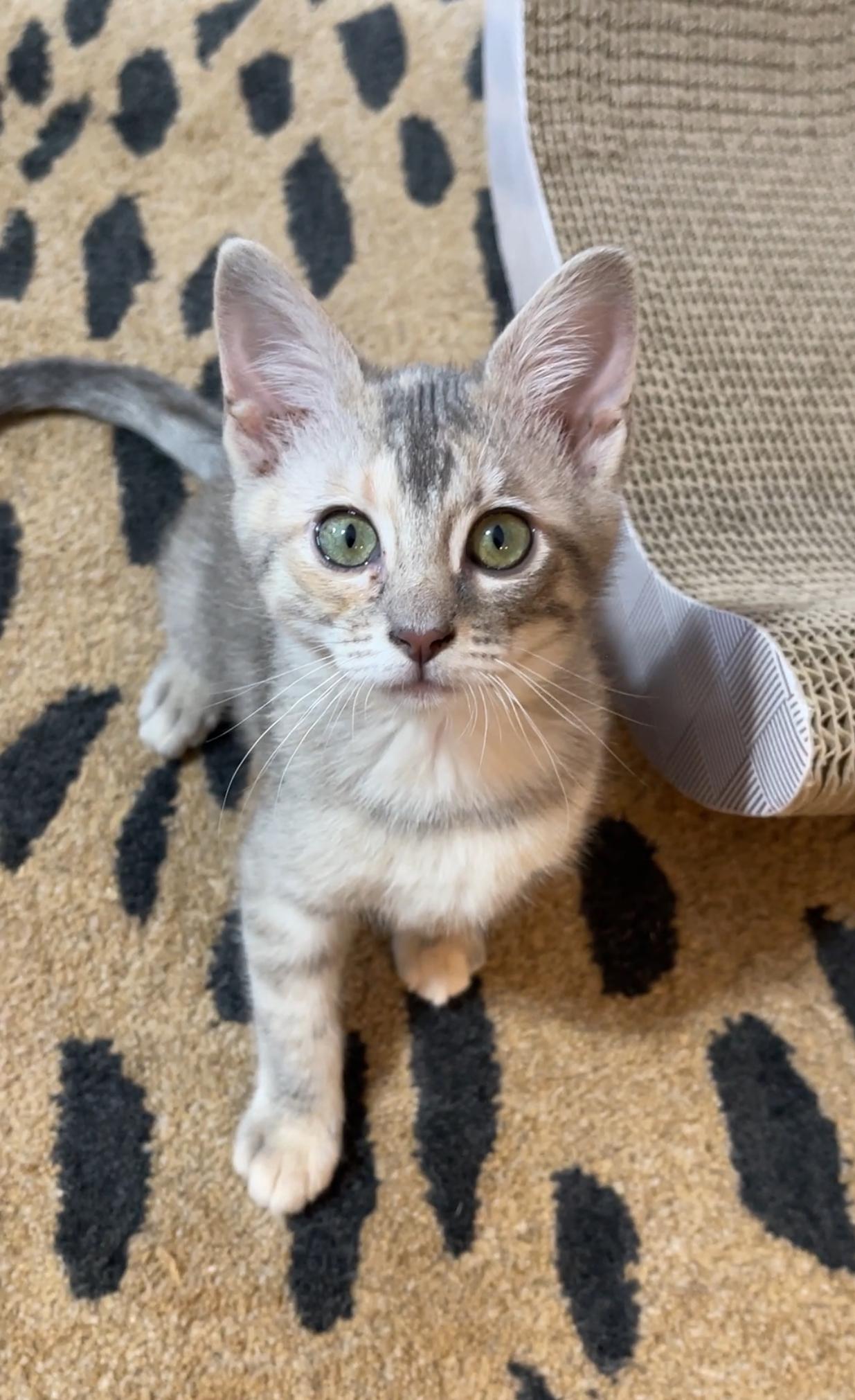 Enlarge Peanut, an adopted Dilute Tortoiseshell in Overland Park, KS image 1/5