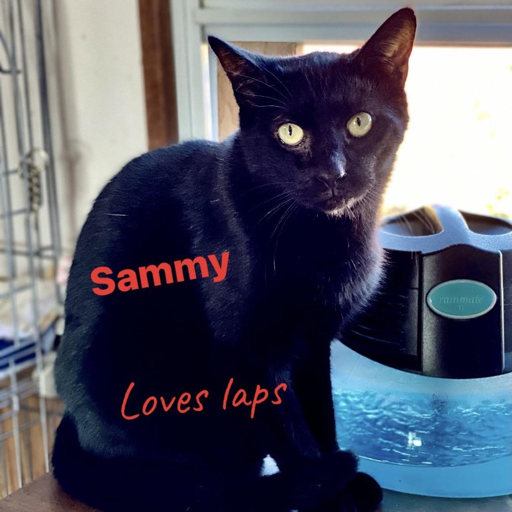 Sammy, a Adoptable Domestic Short Hair in Berkeley Springs, WV image 1/2