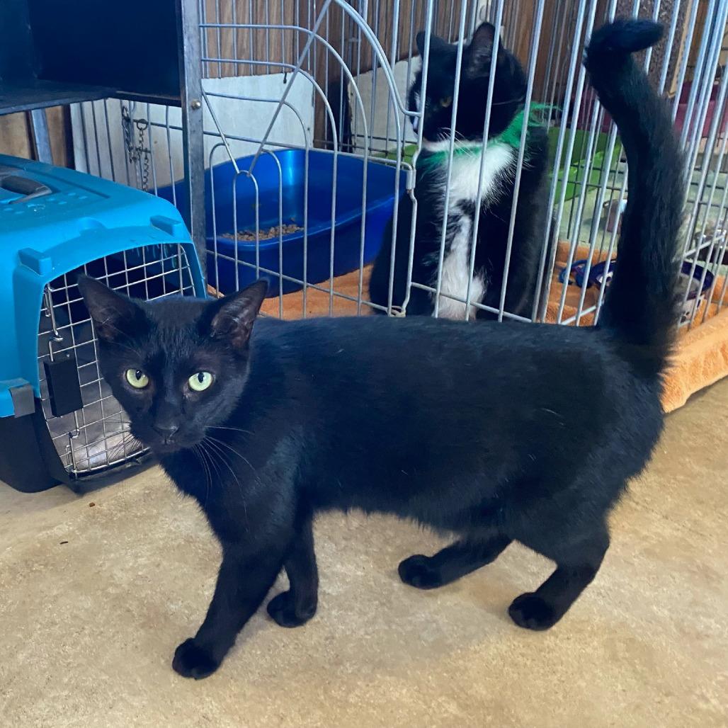 Sammy, a Adoptable Domestic Short Hair in Berkeley Springs, WV image 2/2