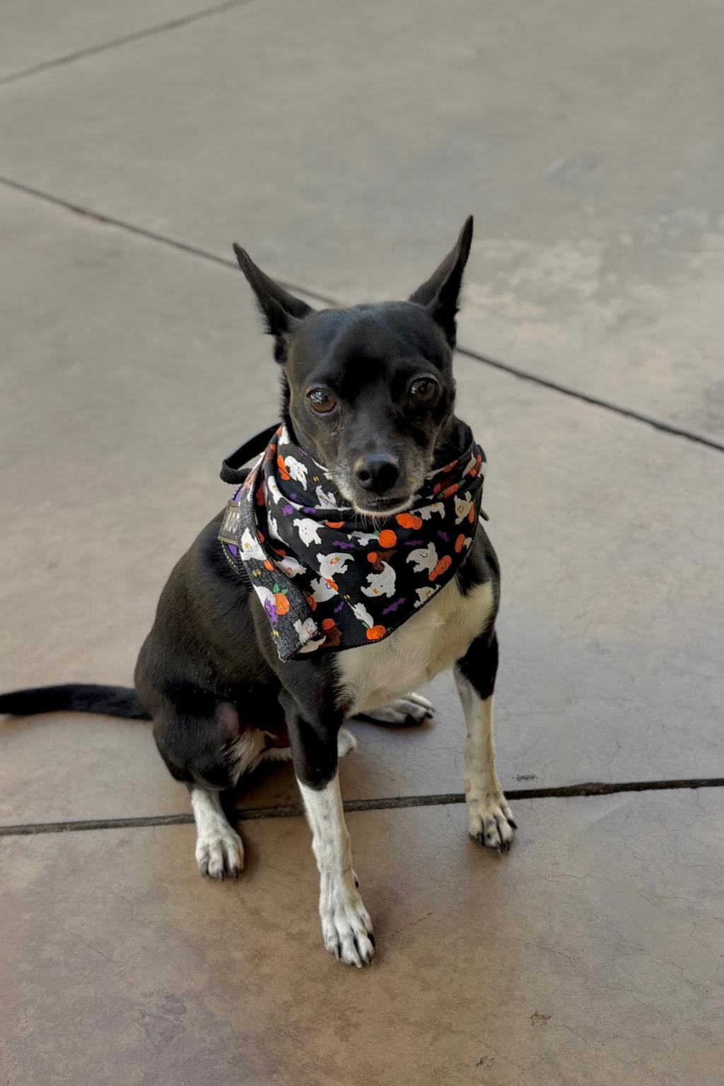 Jazz, Adoptable, Adult Male Chihuahua.