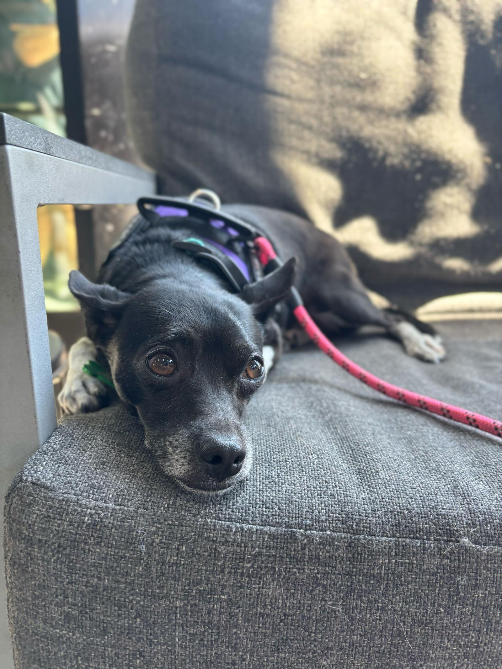 Jazz, a Adoptable mixed breed in San Diego, CA image 2/3