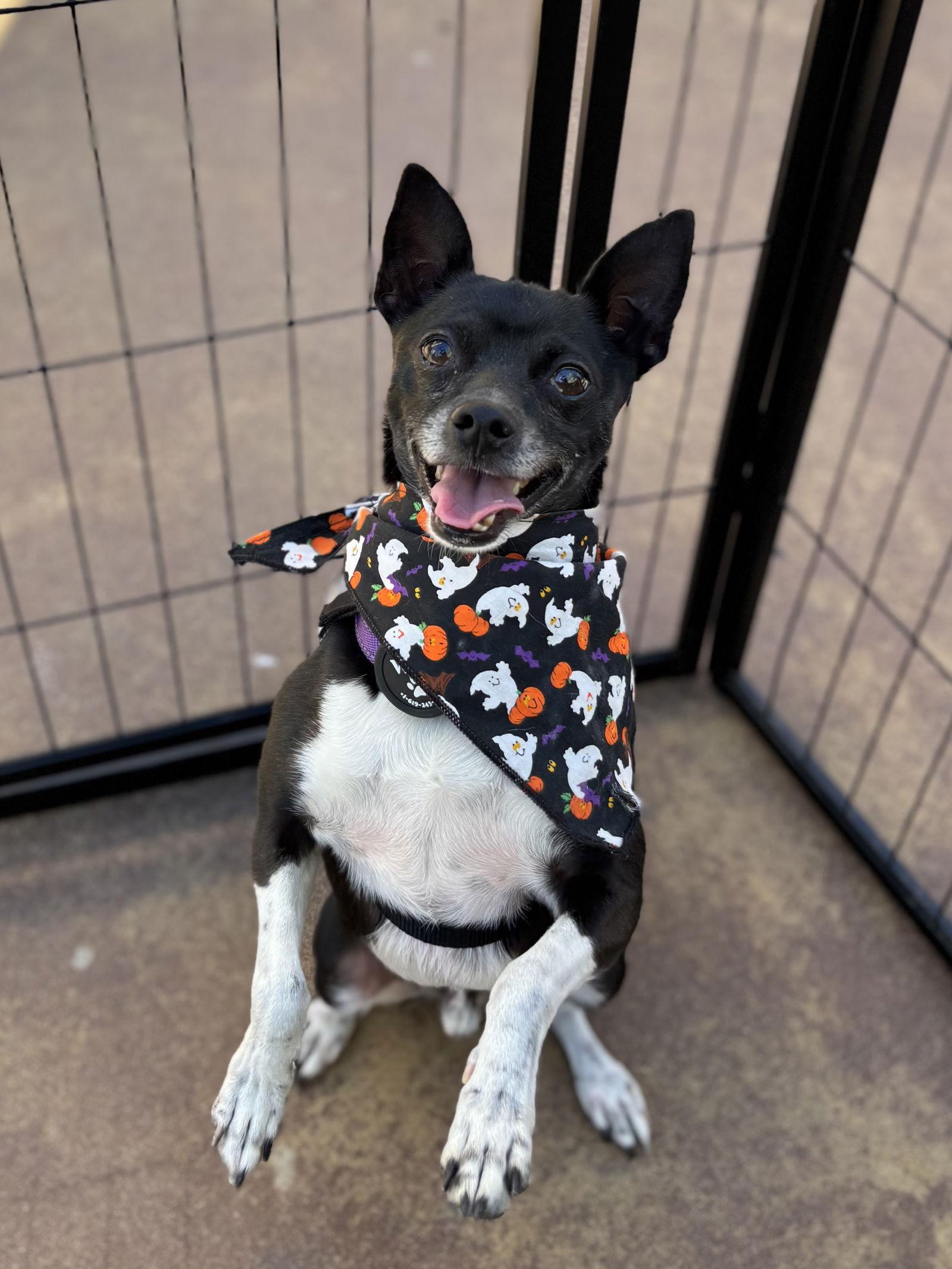 Jazz, a Adoptable mixed breed in San Diego, CA image 3/3