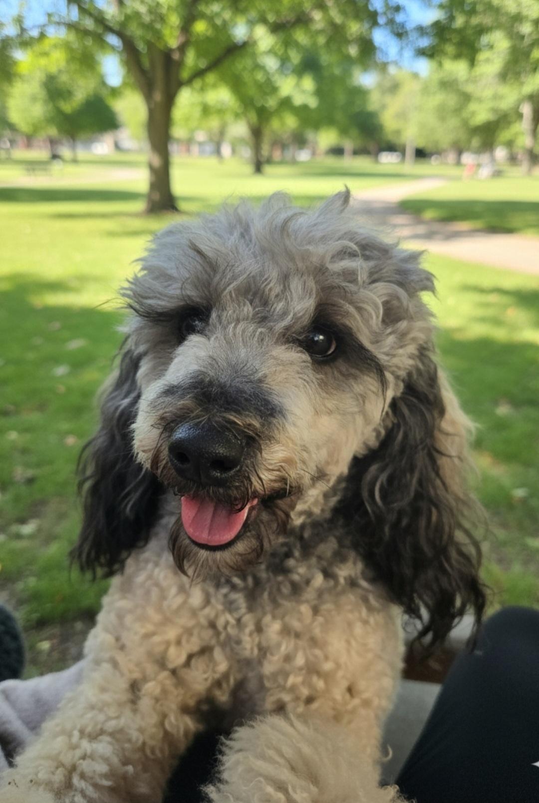 Enlarge Scarlet , an adopted Miniature Poodle in Hawthorne, CA image 1/2