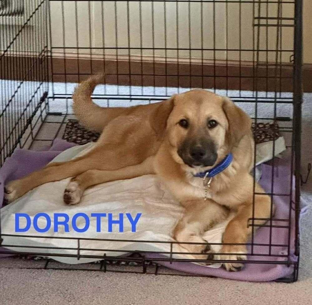 Dorothy, Adoptable, Puppy Female Shepherd & Great Pyrenees.
