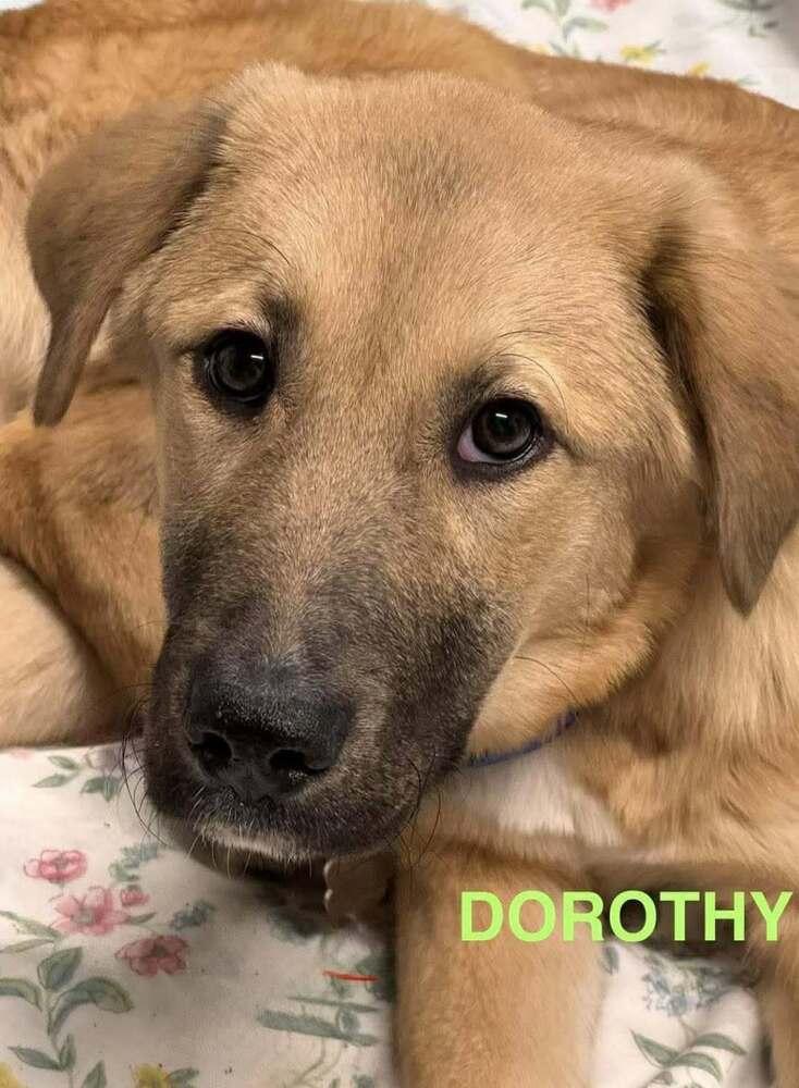 Enlarge Dorothy, a Adoptable mixed breed in harrison city, PA image 2/2
