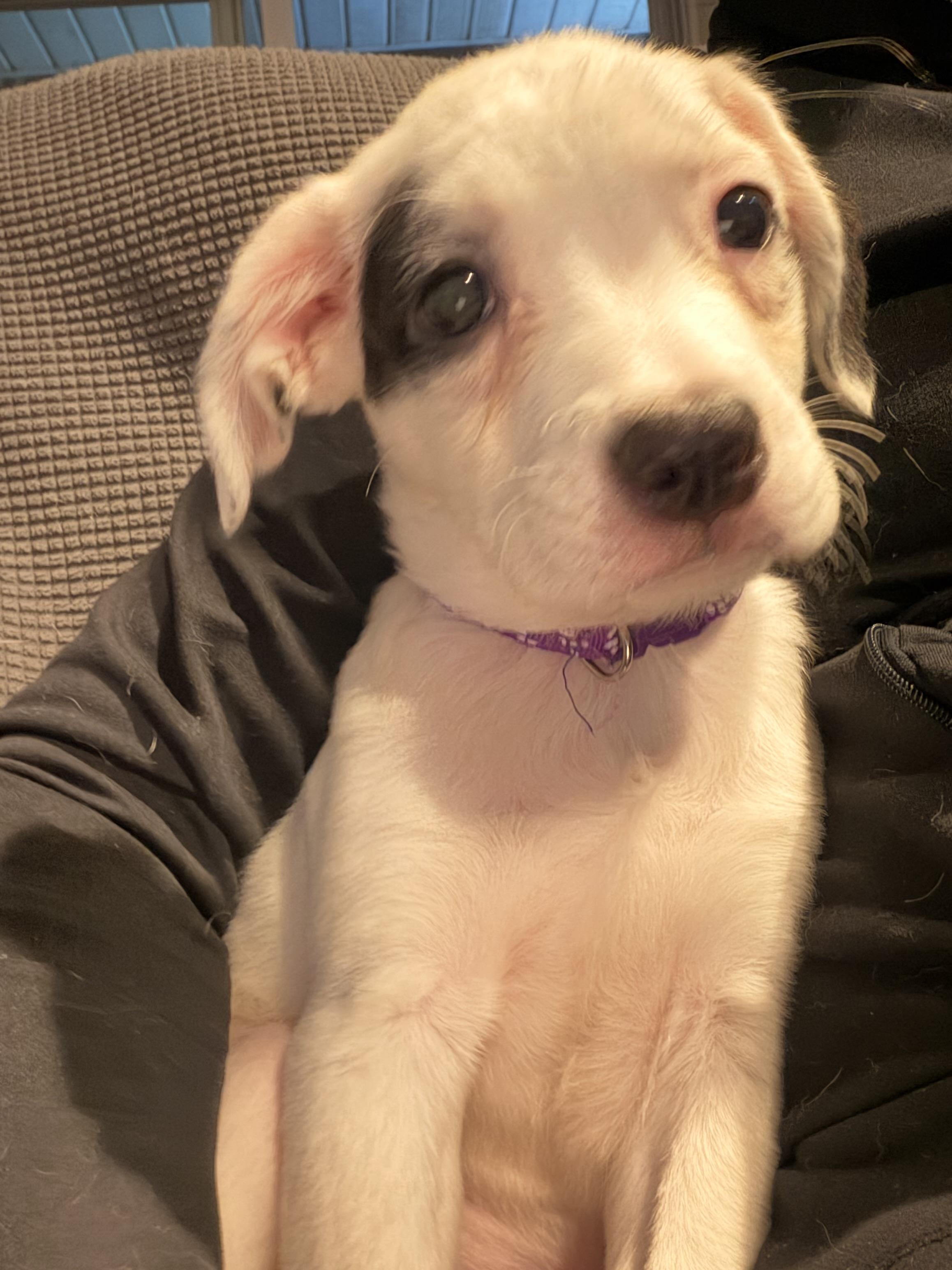 Enlarge Libi, a Adopted mixed breed in Byron, IL image 5/6