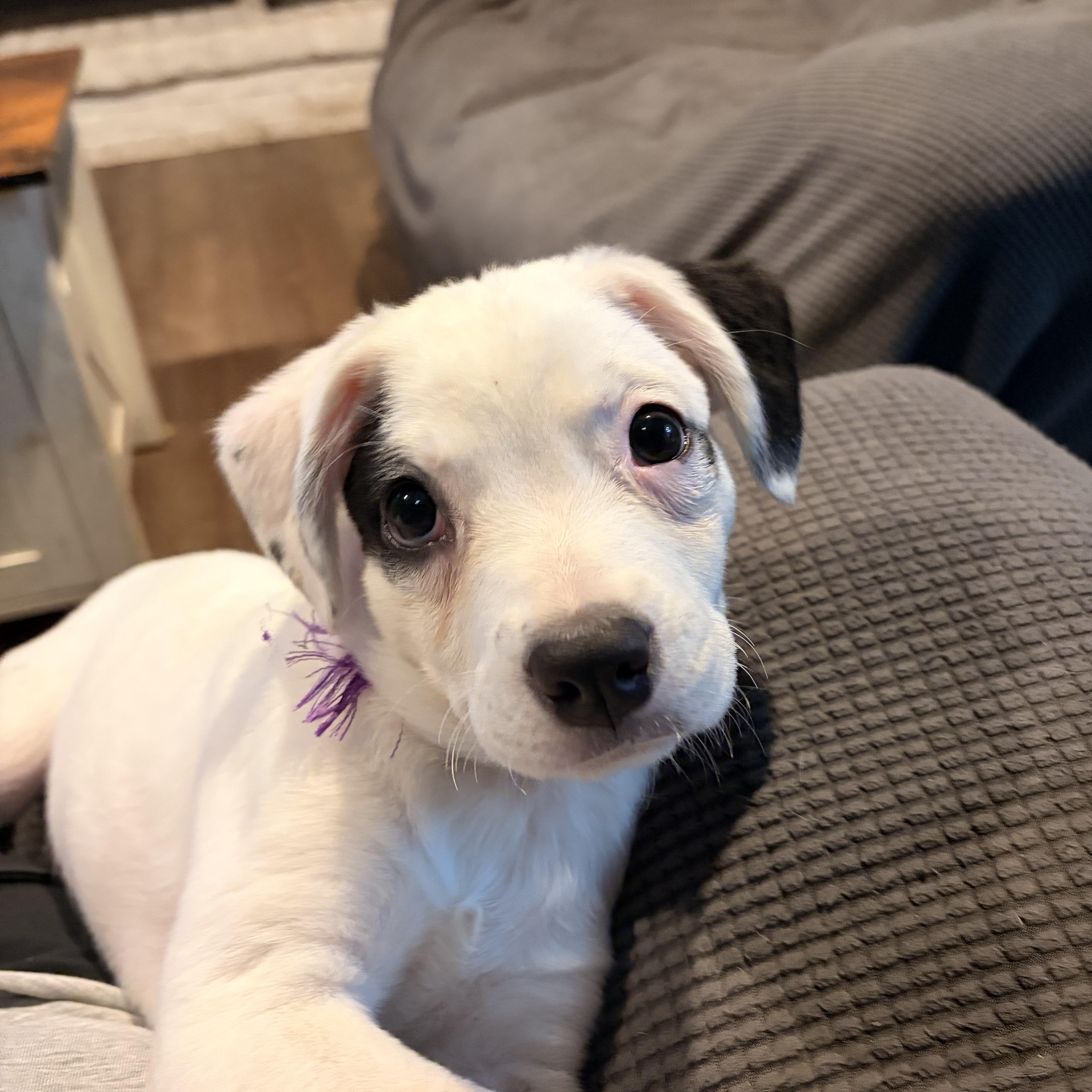 Libi, Adoptable, Puppy Female Australian Shepherd & Chihuahua.