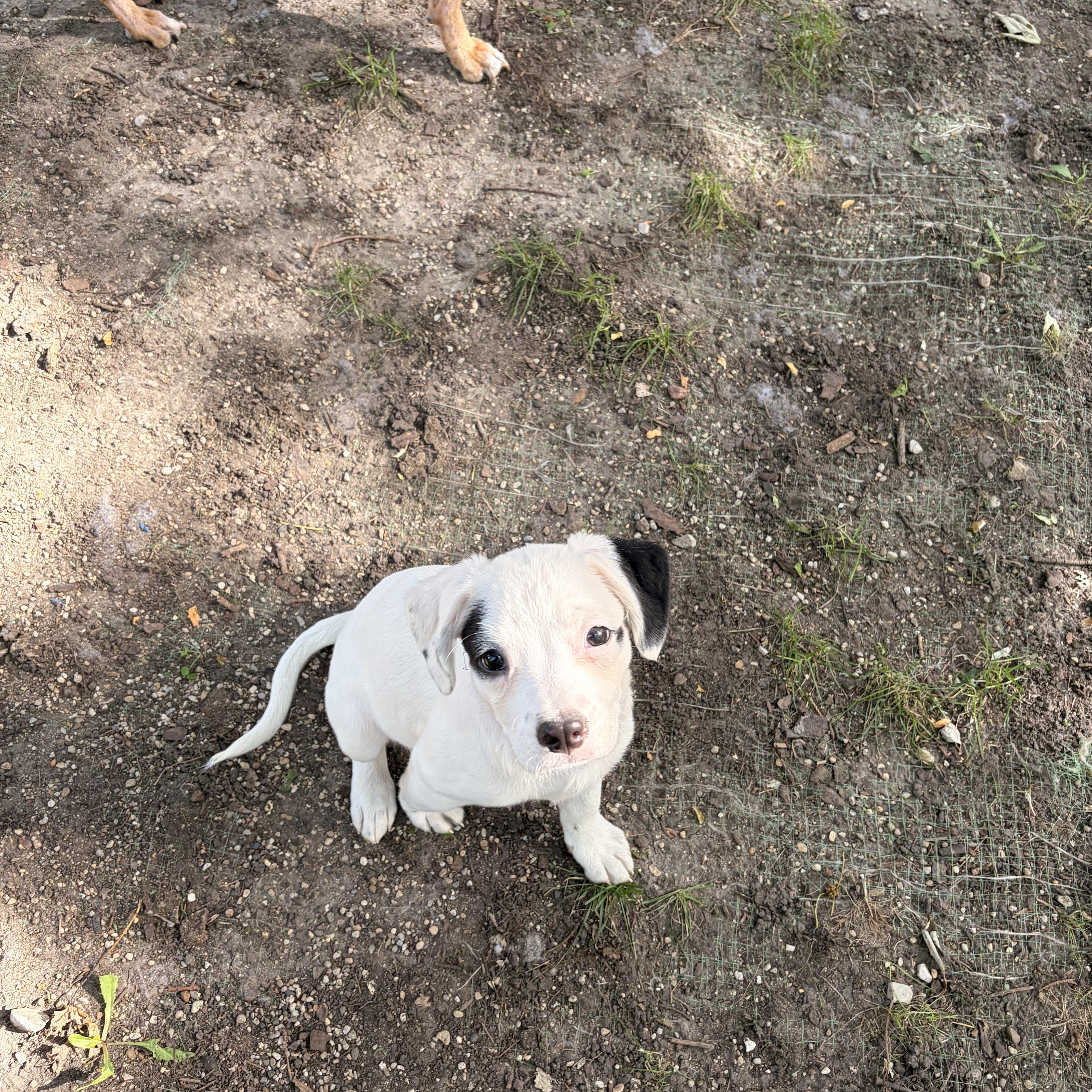 Enlarge Libi, a Adopted mixed breed in Byron, IL image 2/6