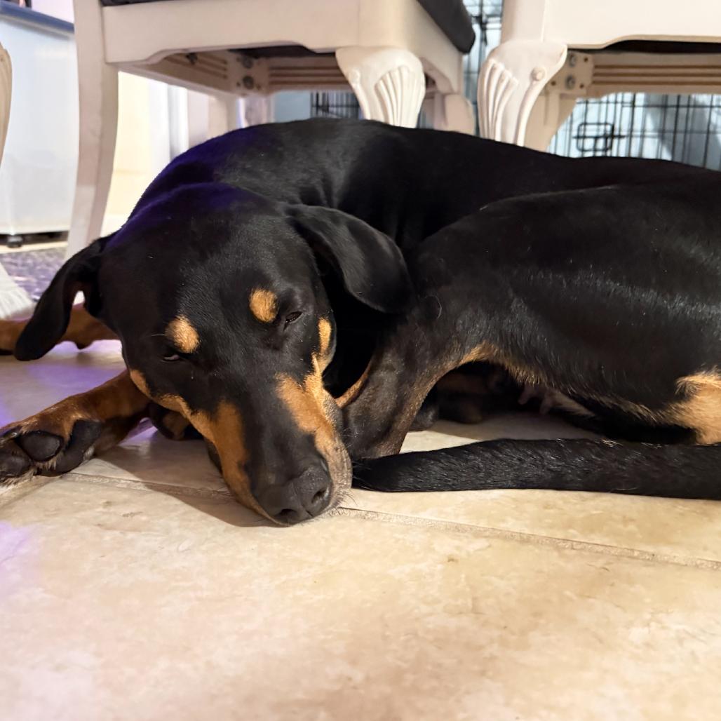 Sura, Adoptable, Adult Female Doberman Pinscher.
