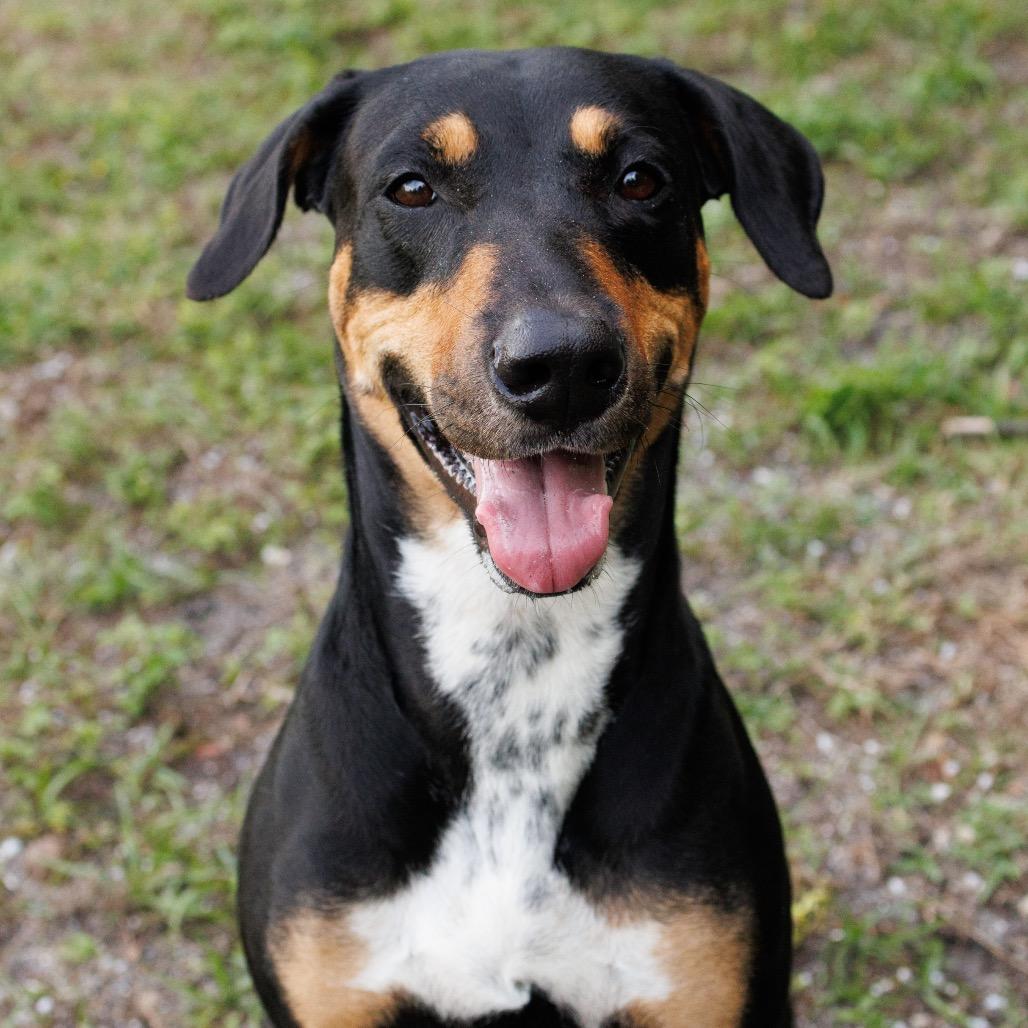 Sura, a Adoptable Doberman Pinscher in Hobe Sound, FL image 2/4