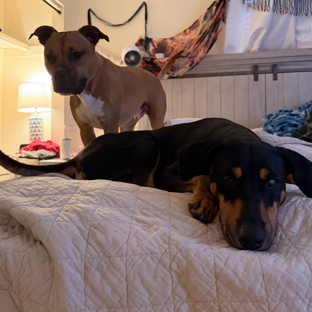 Sura, a Adoptable Doberman Pinscher in Hobe Sound, FL image 3/4