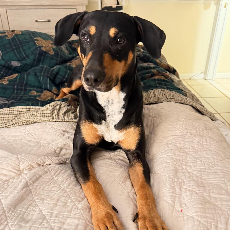 Sura, a Adoptable Doberman Pinscher in Hobe Sound, FL image 4/4