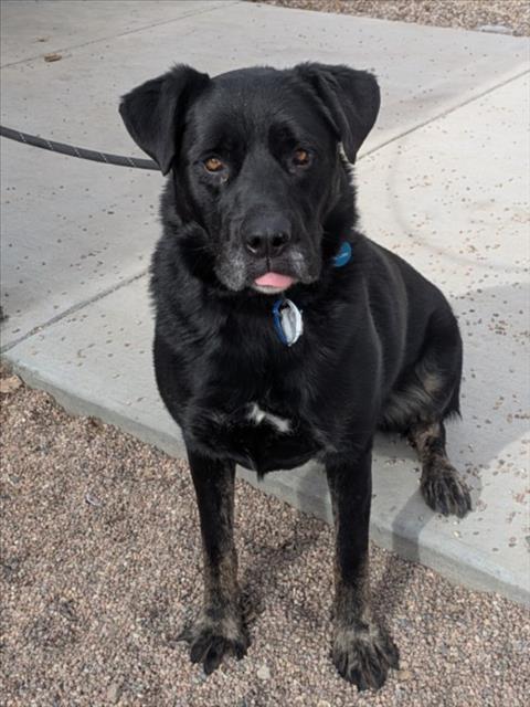 CHICKEN WING, Adoptable, Adult Male German Shepherd Dog & Labrador Retriever.