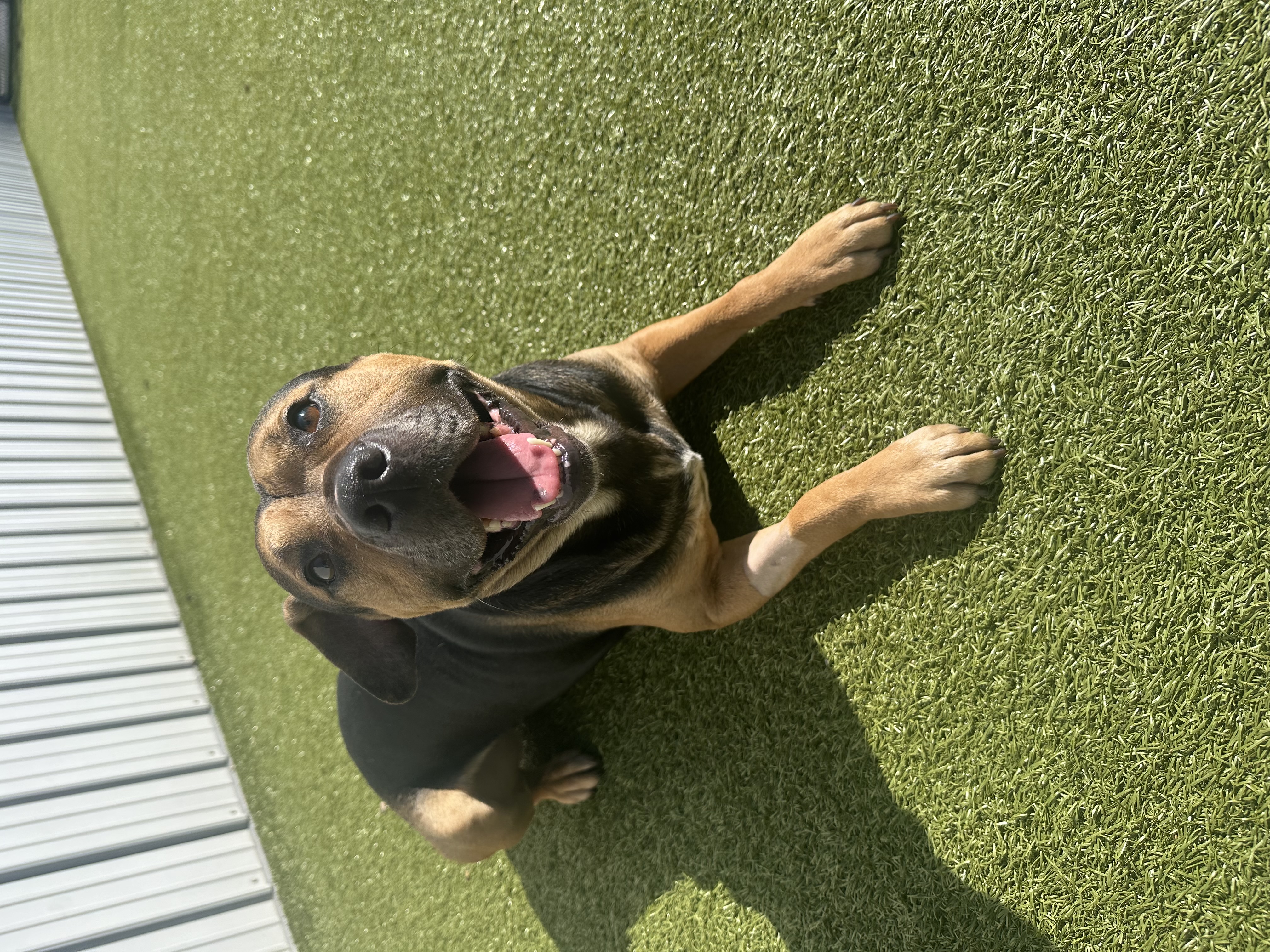 Otis, a Adoptable mixed breed in Brazil, IN image 3/6