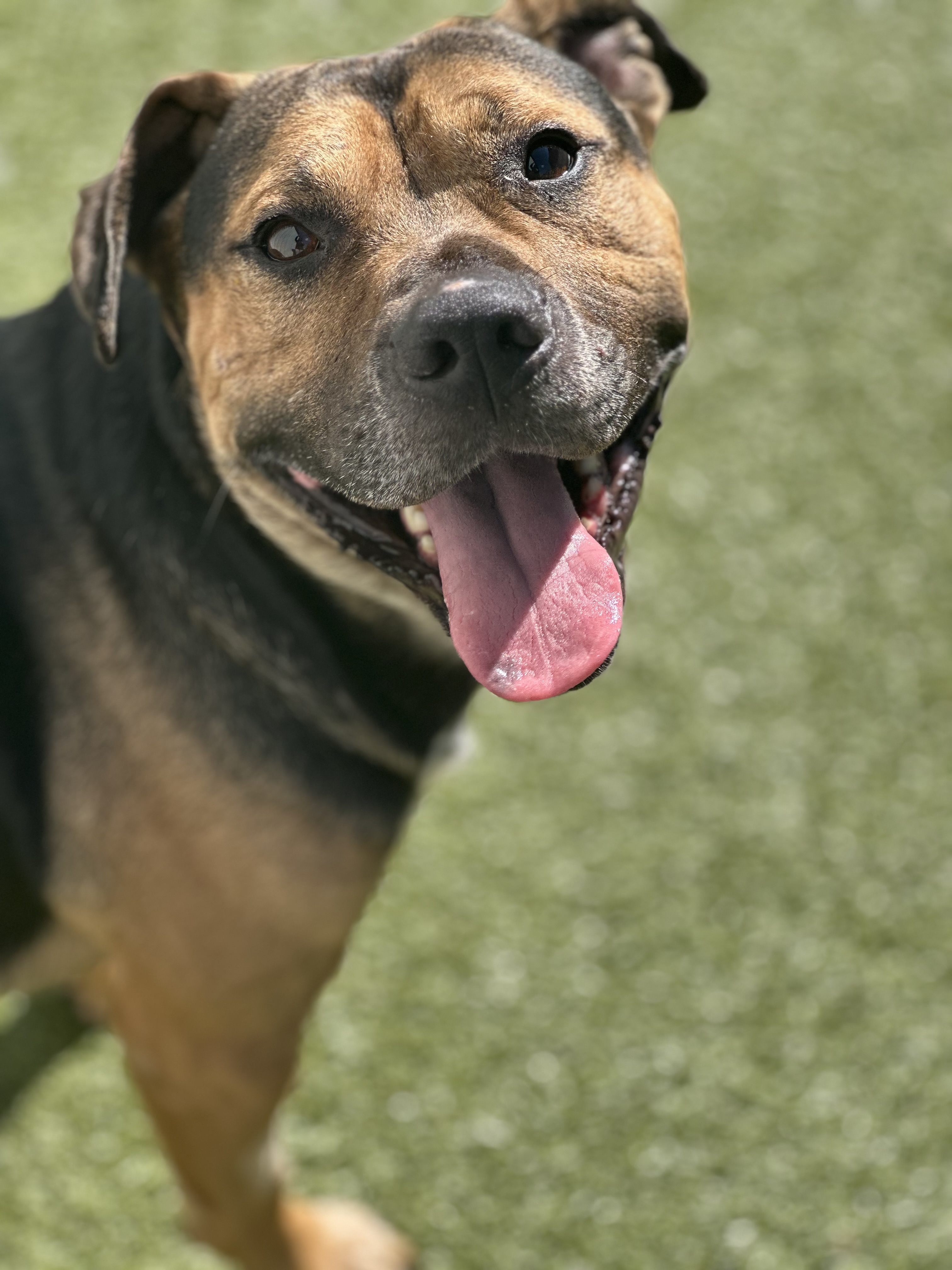 Otis, a Adoptable mixed breed in Brazil, IN image 1/6