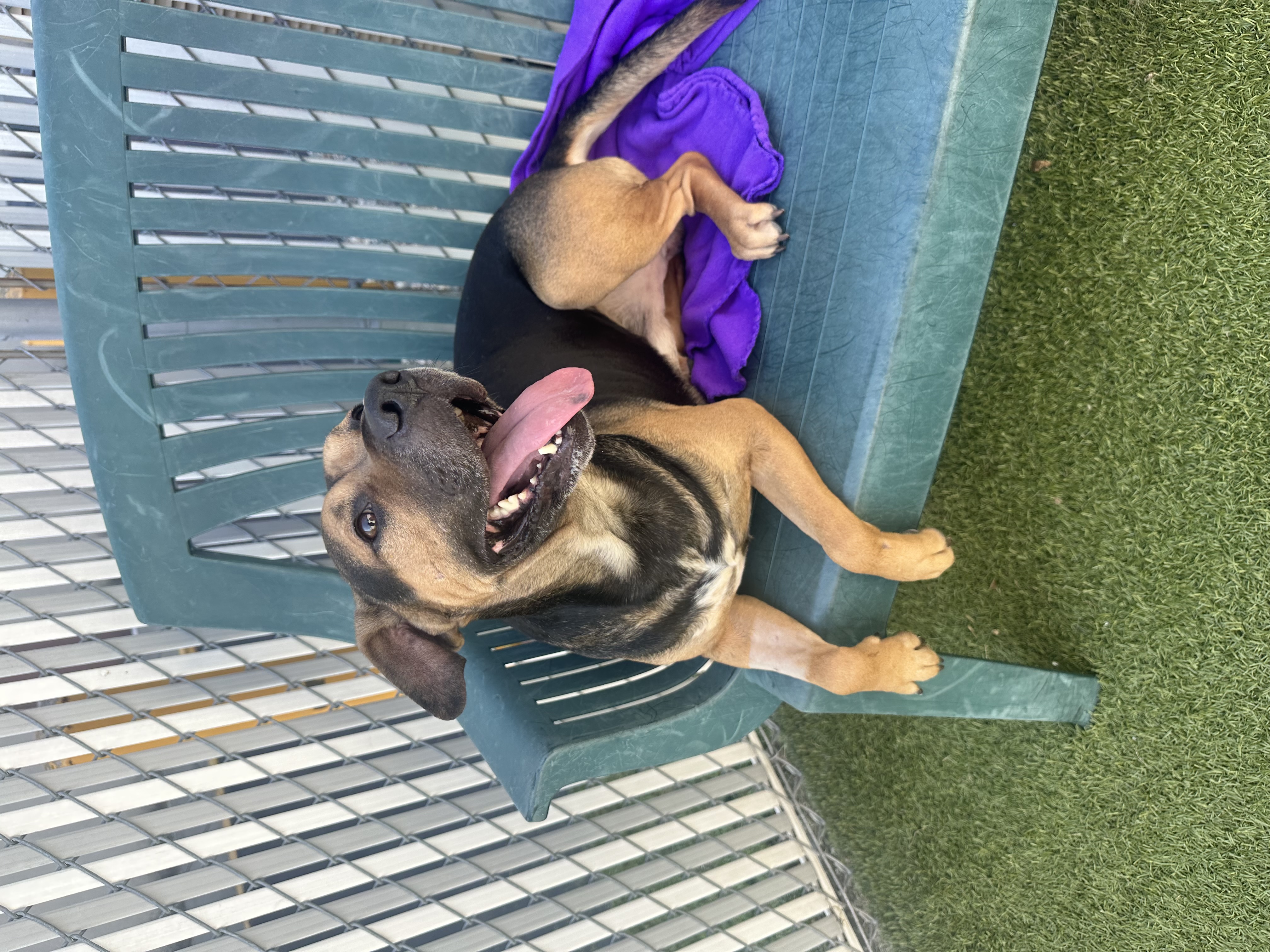 Otis, a Adoptable mixed breed in Brazil, IN image 4/6