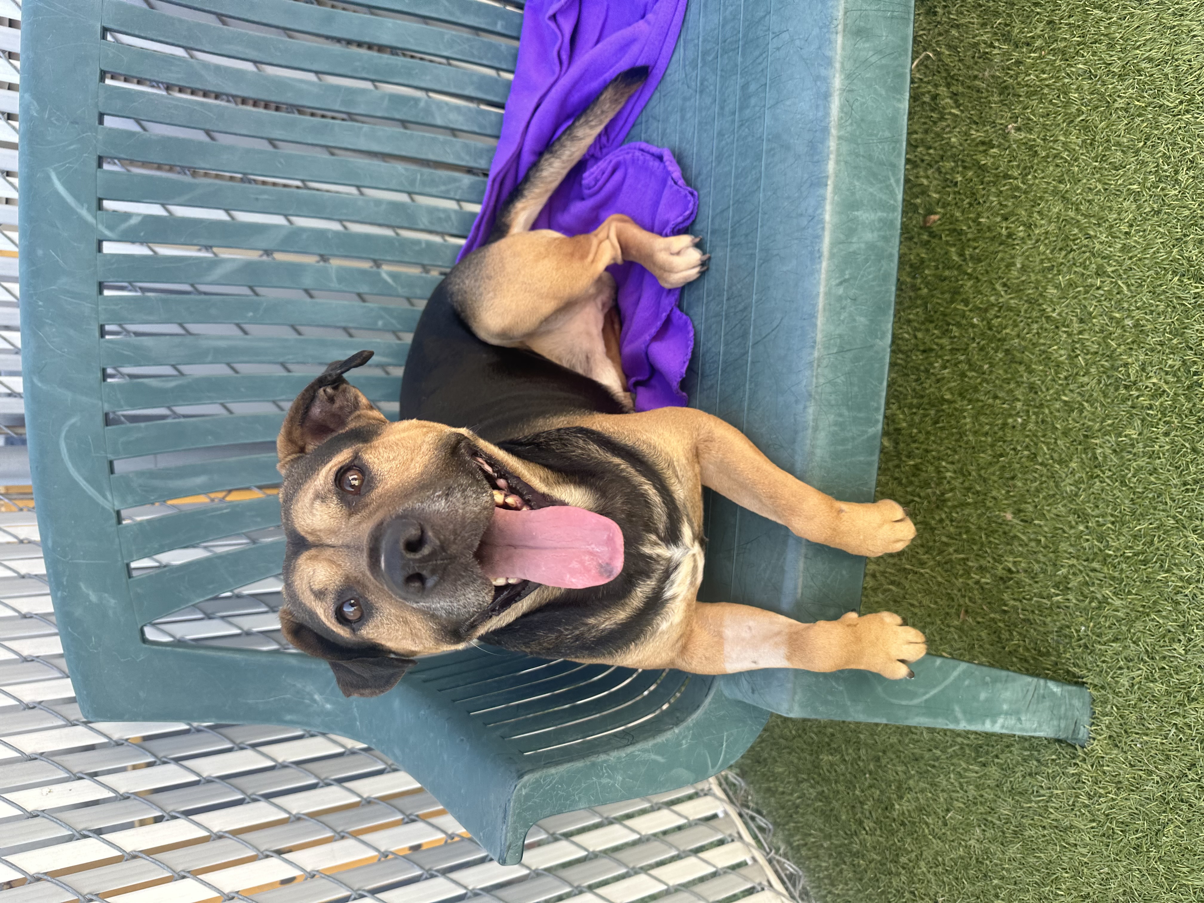 Otis, a Adoptable mixed breed in Brazil, IN image 5/6