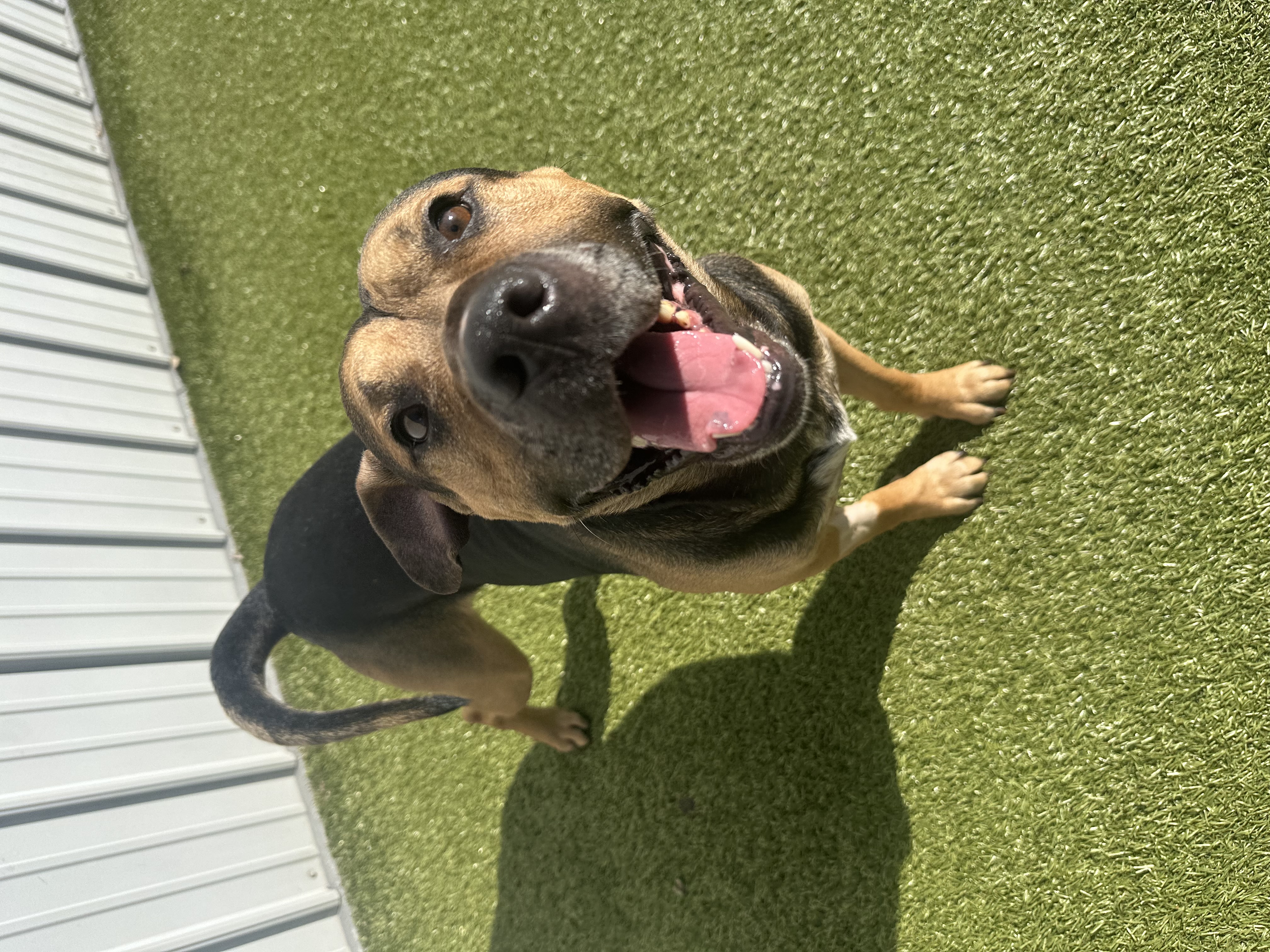 Otis, a Adoptable mixed breed in Brazil, IN image 6/6