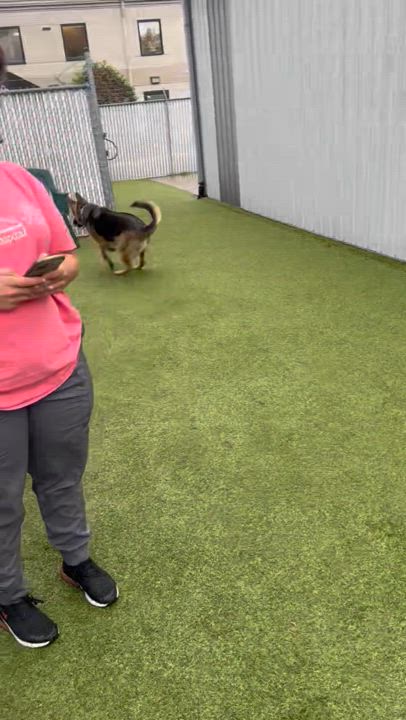 Enlarge Otis, a Adoptable mixed breed in Brazil, IN video 2/6