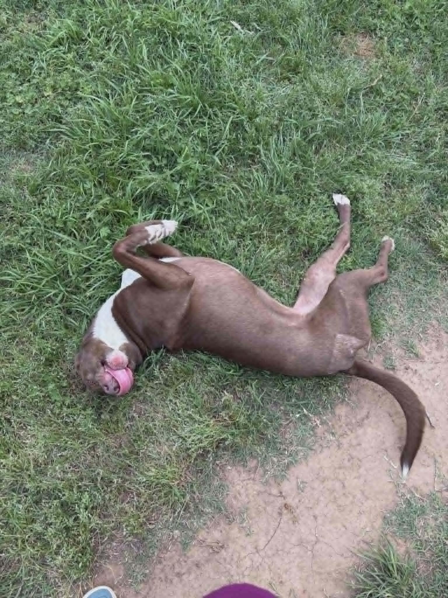 Enlarge Moose, a ADOPTABLE mixed breed in Meeker, OK image 5/6