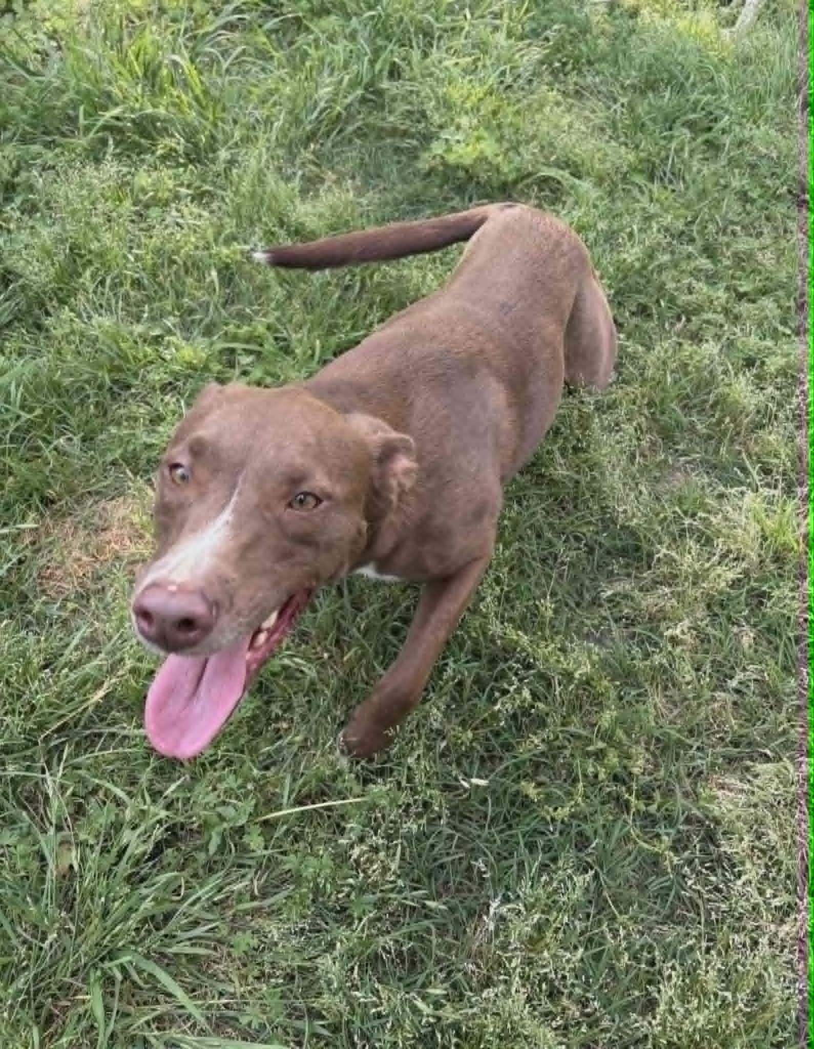 Enlarge Moose, a ADOPTABLE mixed breed in Meeker, OK image 3/6