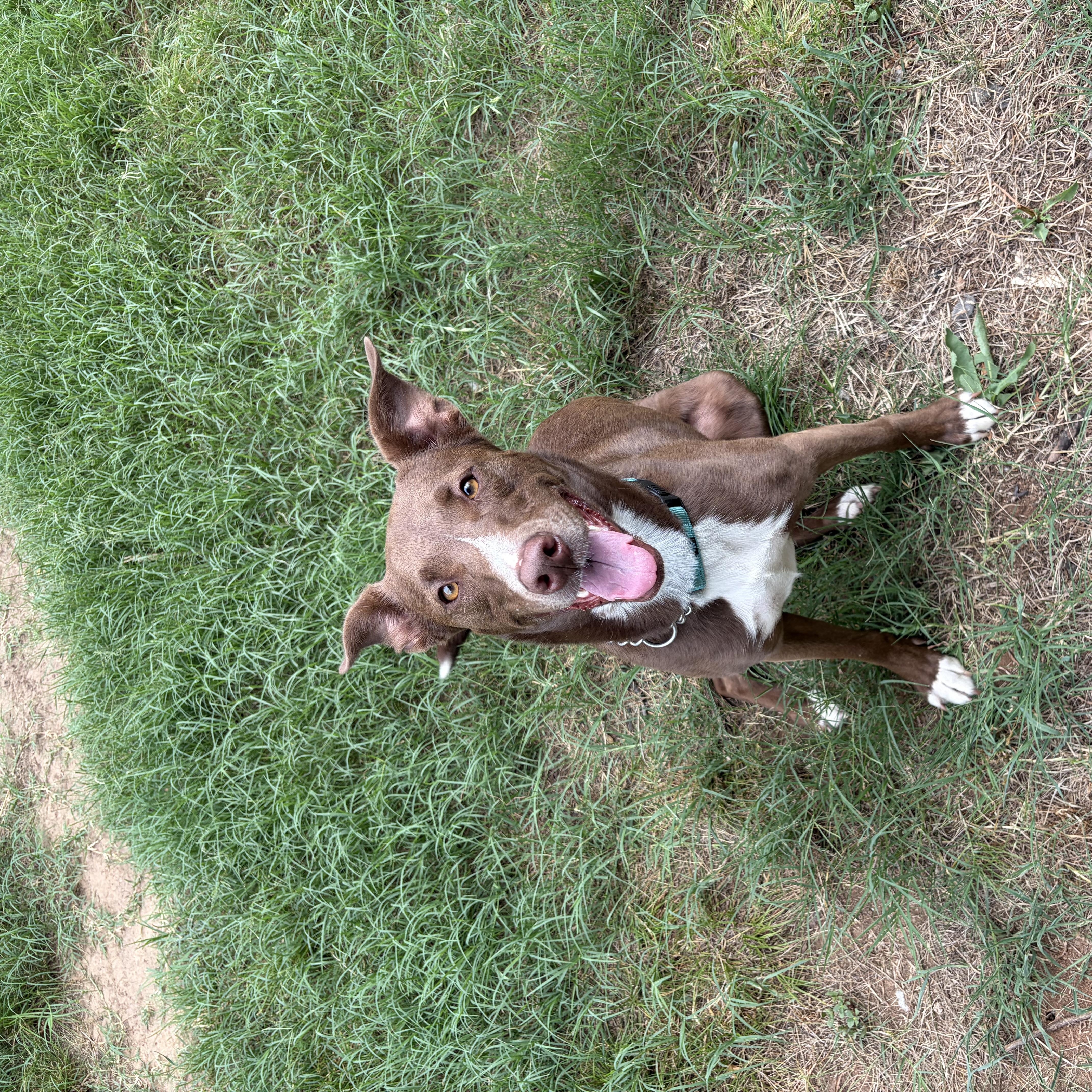 Enlarge Moose, a ADOPTABLE mixed breed in Meeker, OK image 2/6