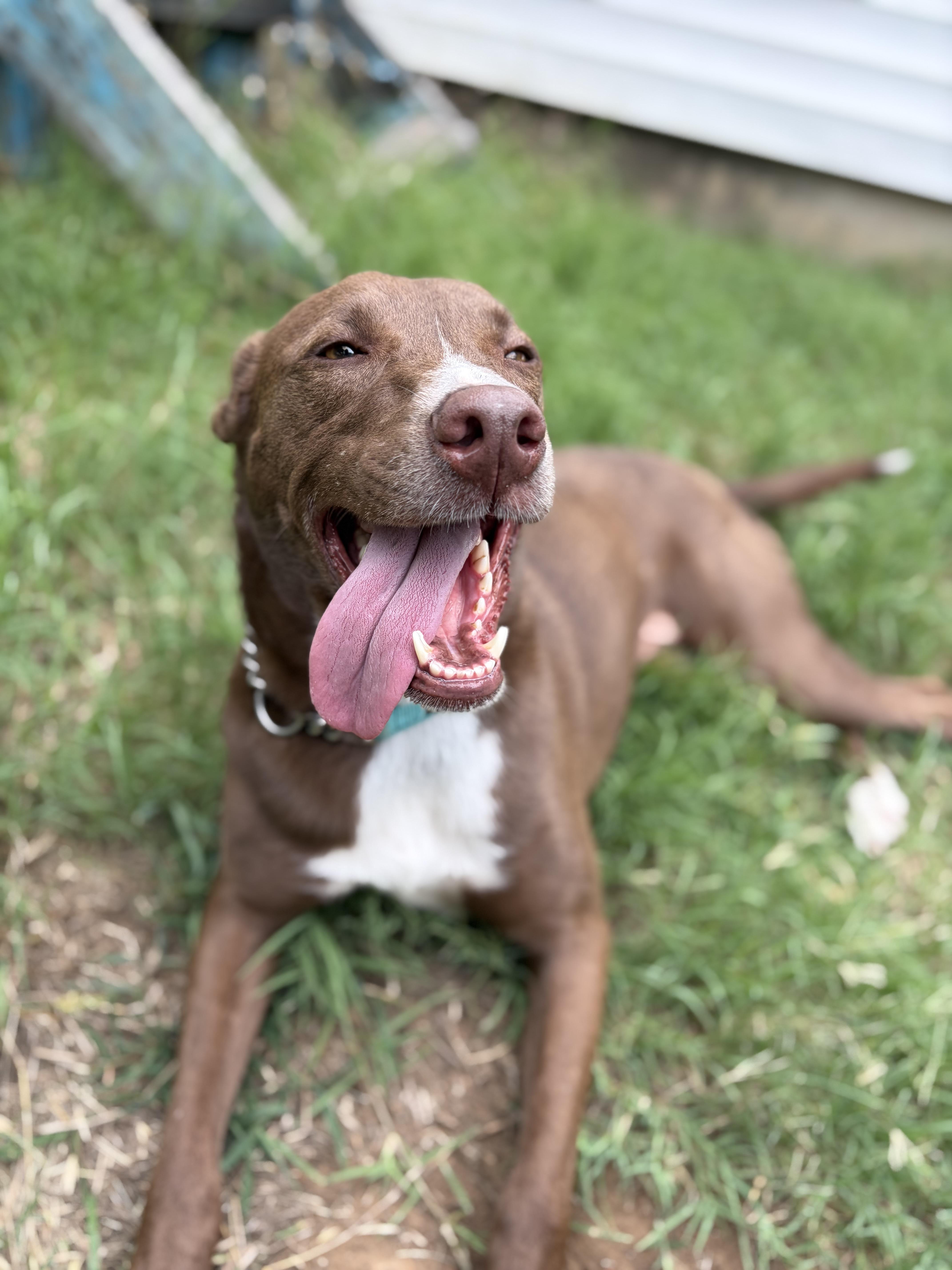 Moose, ADOPTABLE, Adult Female Chocolate Labrador Retriever.