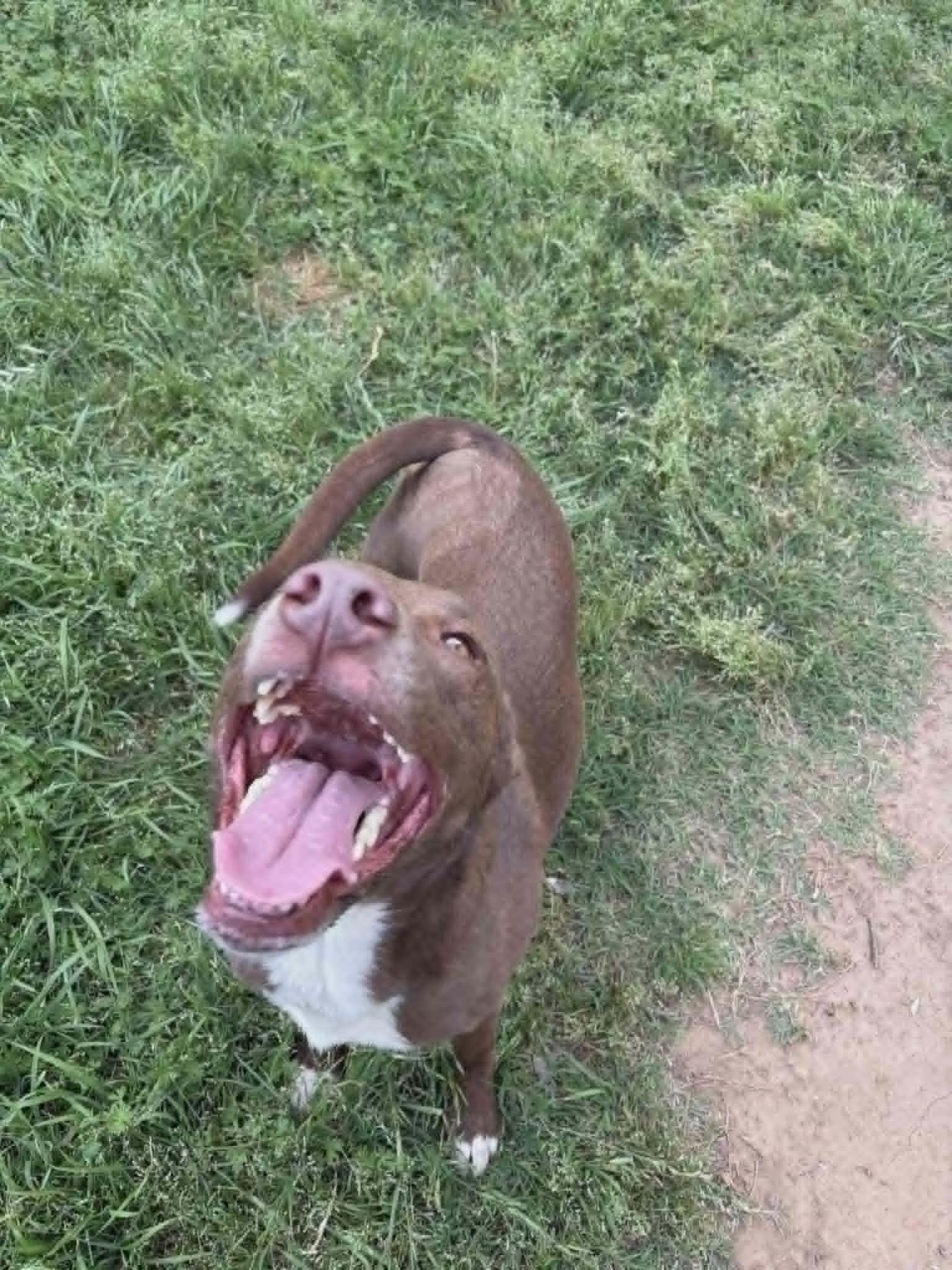 Enlarge Moose, a ADOPTABLE mixed breed in Meeker, OK image 4/6