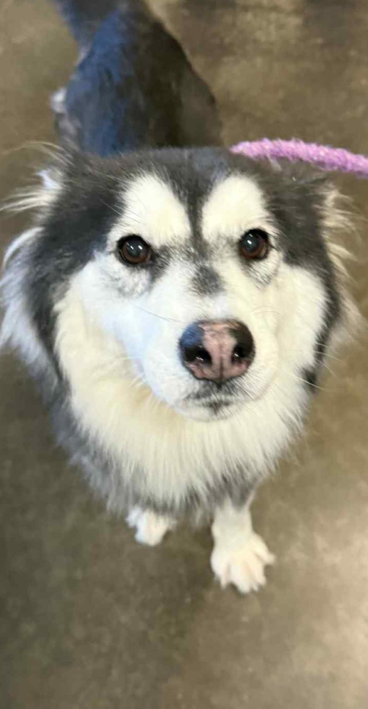 Maya, a Adoptable Siberian Husky in Carrollton, TX image 2/2