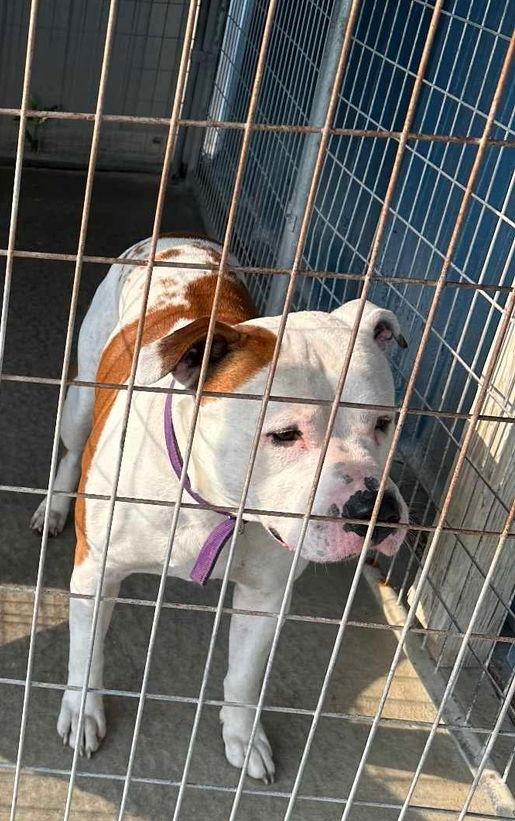 Dude, Adopted, Adult Male Pit Bull Terrier.