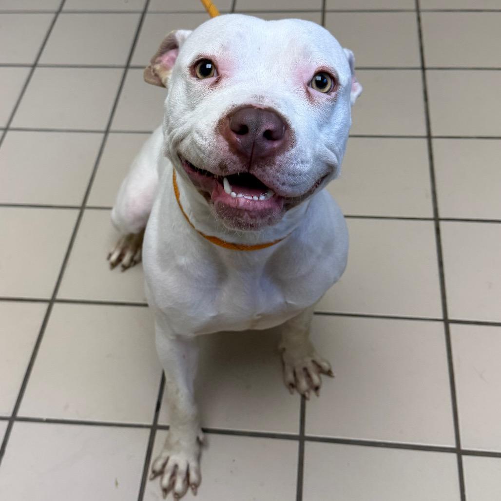 Enlarge Snow, a Adoptable mixed breed in Tuscaloosa, AL image 2/5