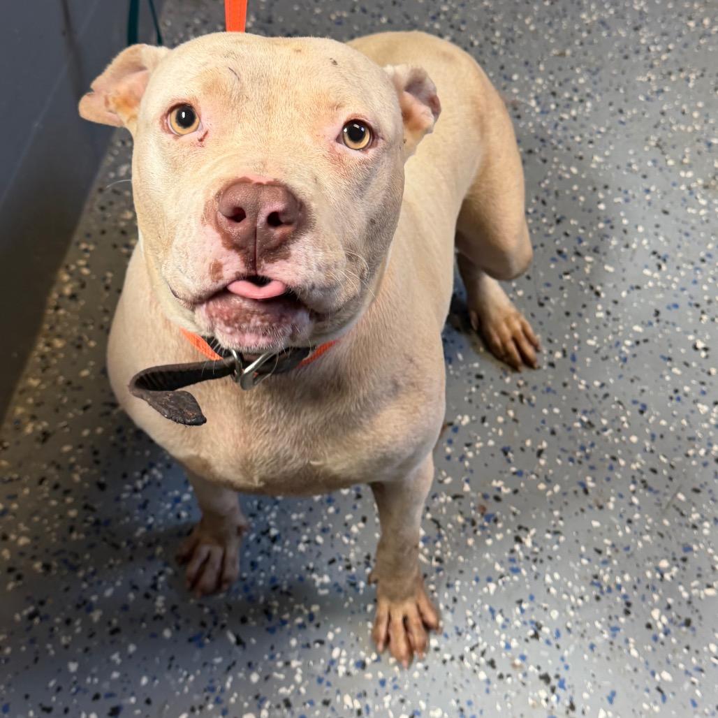 Enlarge Snow, a Adoptable mixed breed in Tuscaloosa, AL image 3/5