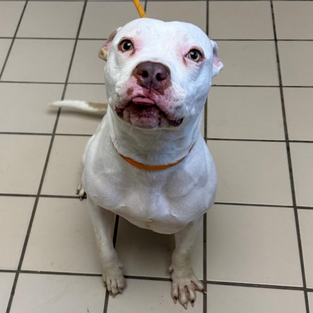 Enlarge Snow, a Adoptable mixed breed in Tuscaloosa, AL image 4/5
