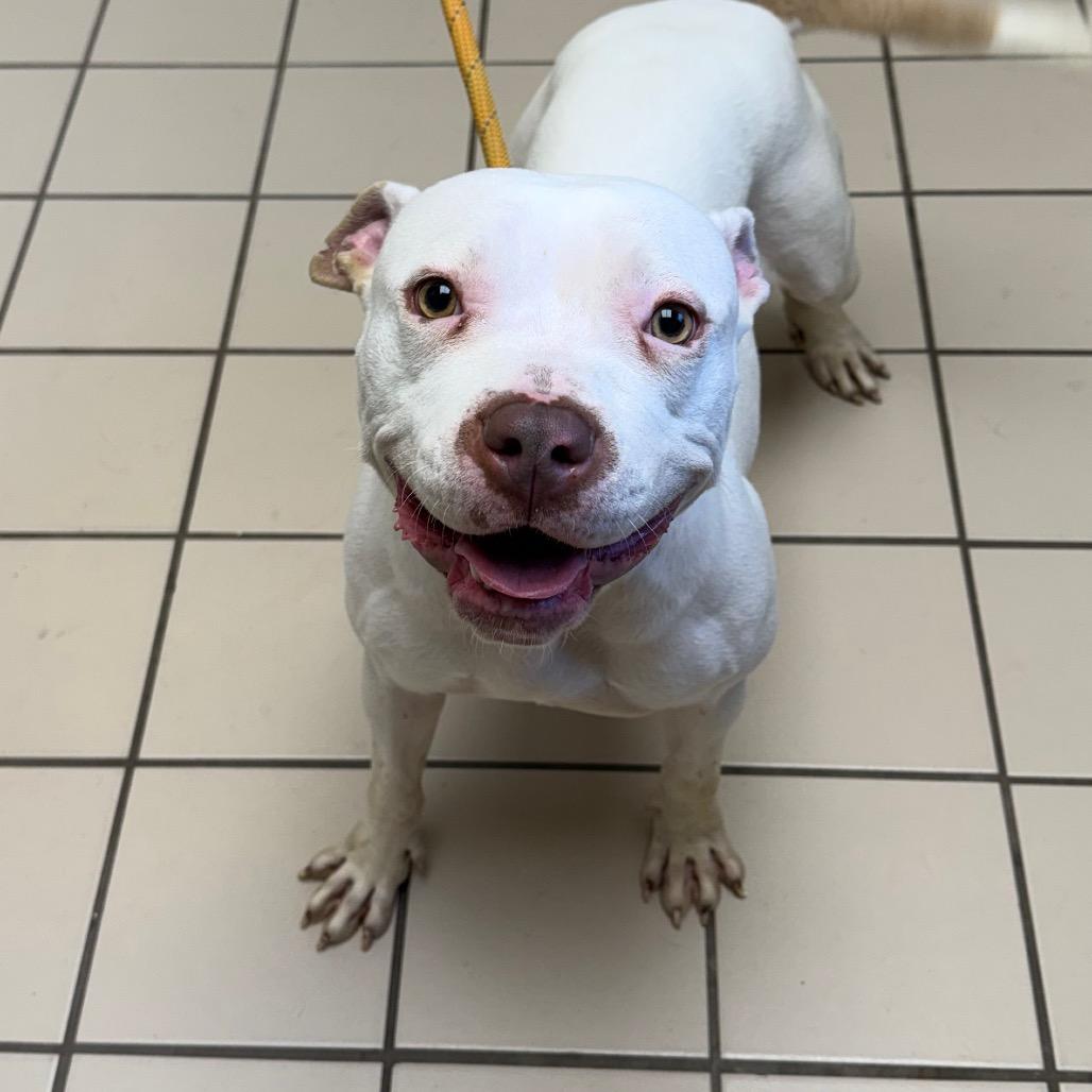 Enlarge Snow, a Adoptable mixed breed in Tuscaloosa, AL image 5/5