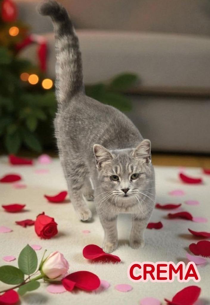 Crema, Adoptable, Kitten Female Tabby & Domestic Short Hair.