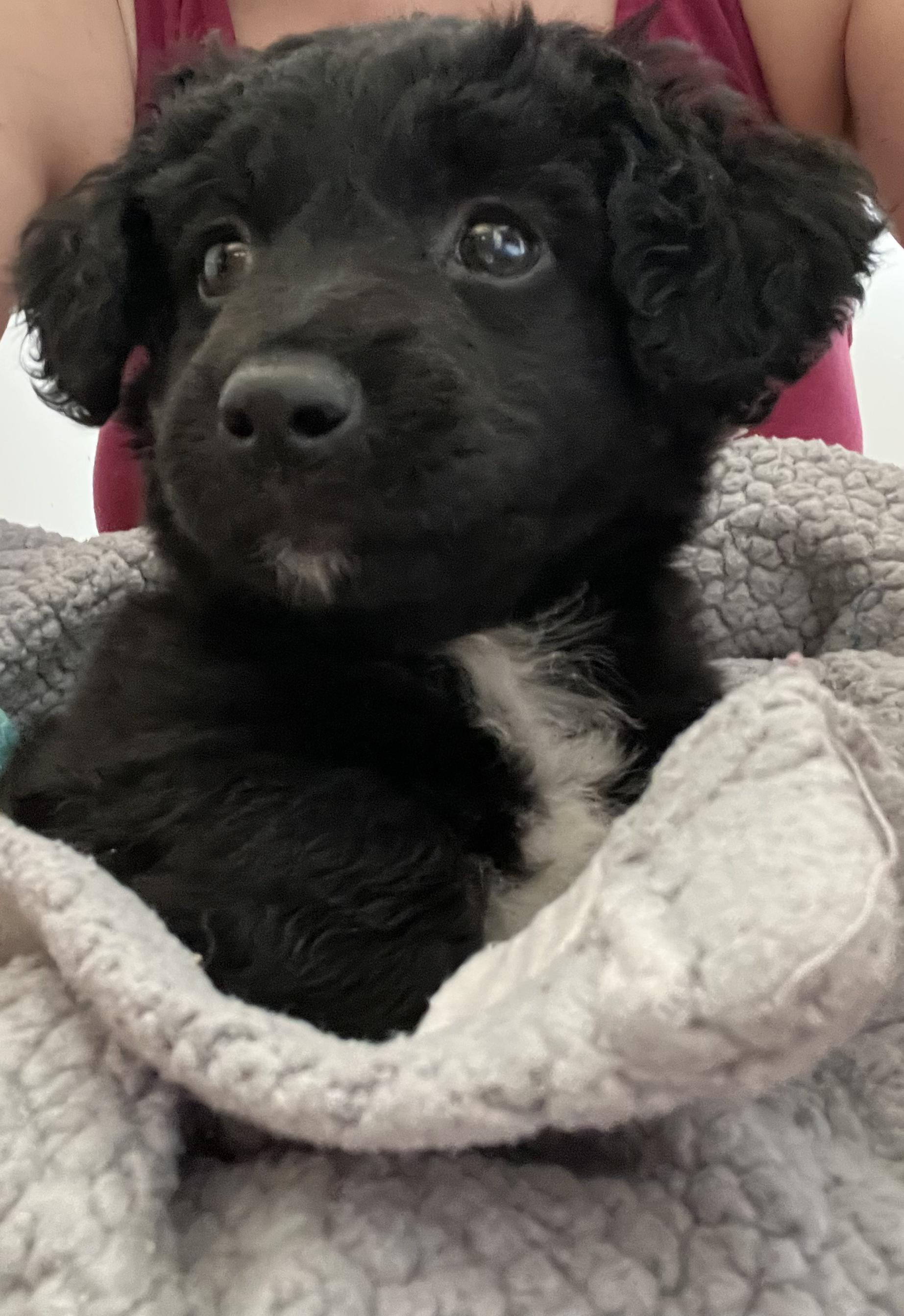 Enlarge Charlie, a Adopted mixed breed in Penryn, CA image 4/5