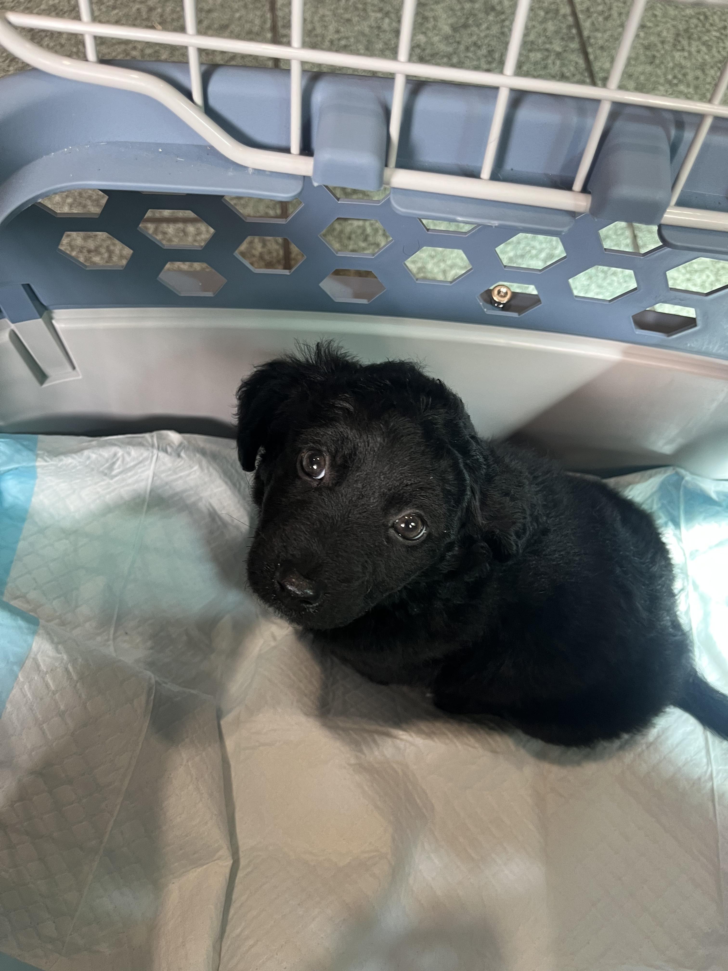Enlarge Charlie, a Adopted mixed breed in Penryn, CA image 5/5