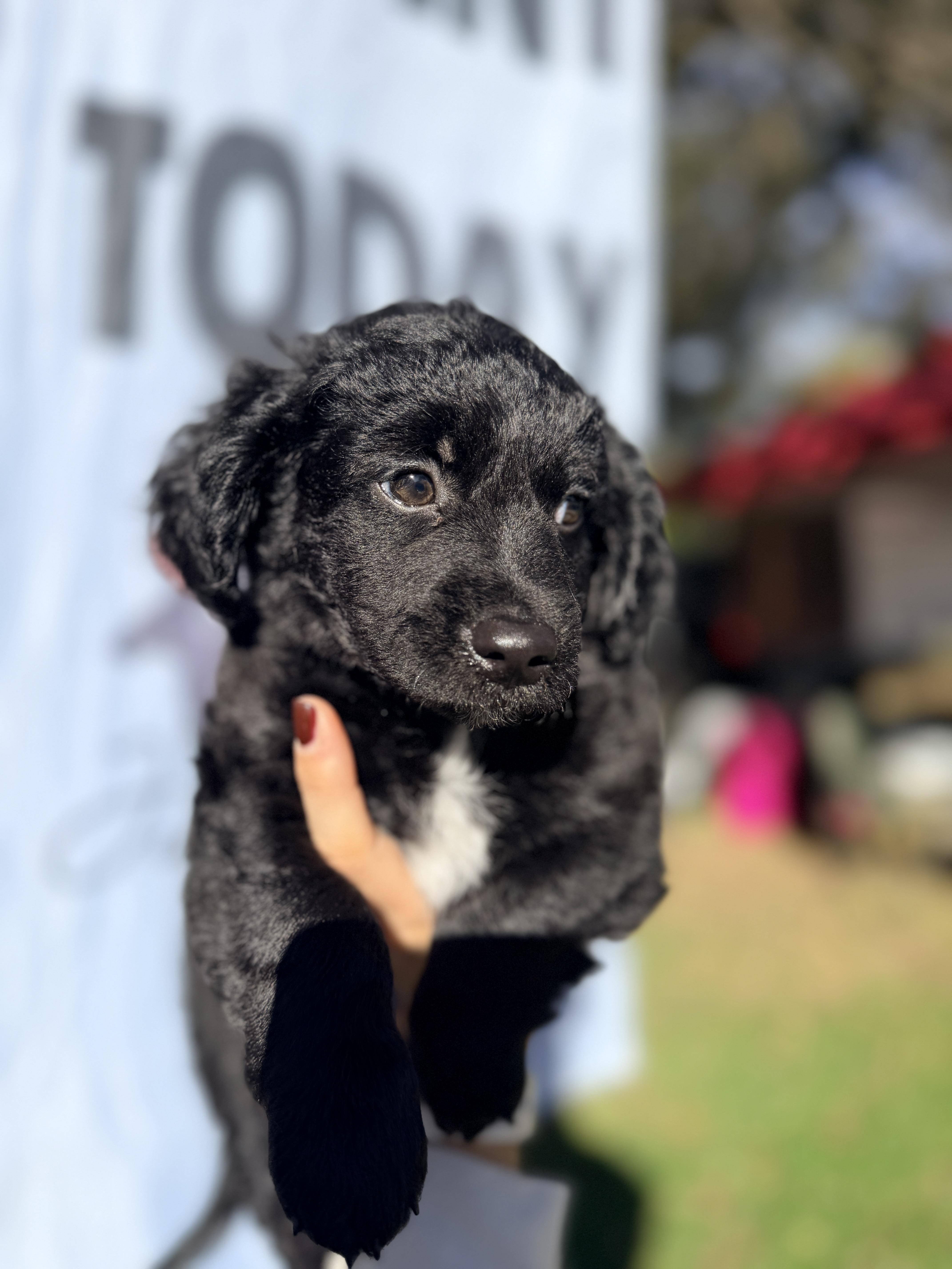 Enlarge Charlie, a Adopted mixed breed in Penryn, CA image 2/5
