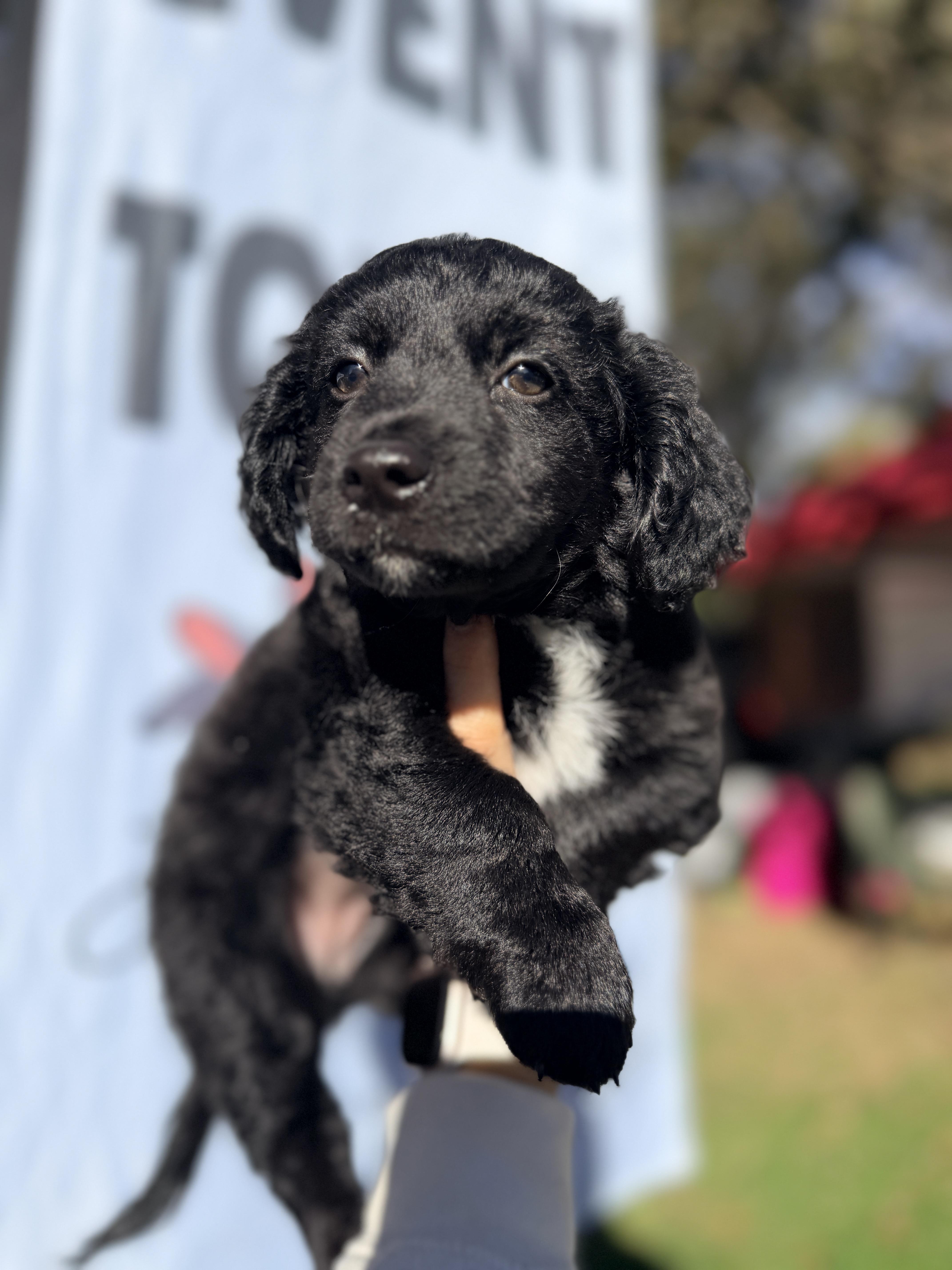 Charlie, Adopted, Puppy Female Mixed Breed.